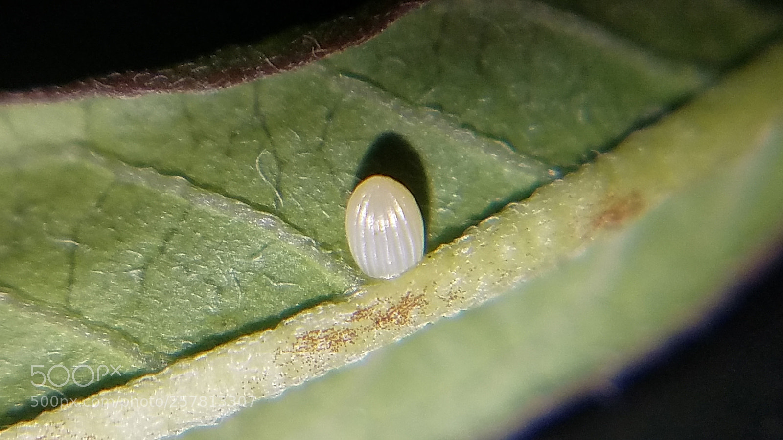 Samsung Galaxy S7 sample photo. Monarch egg photography