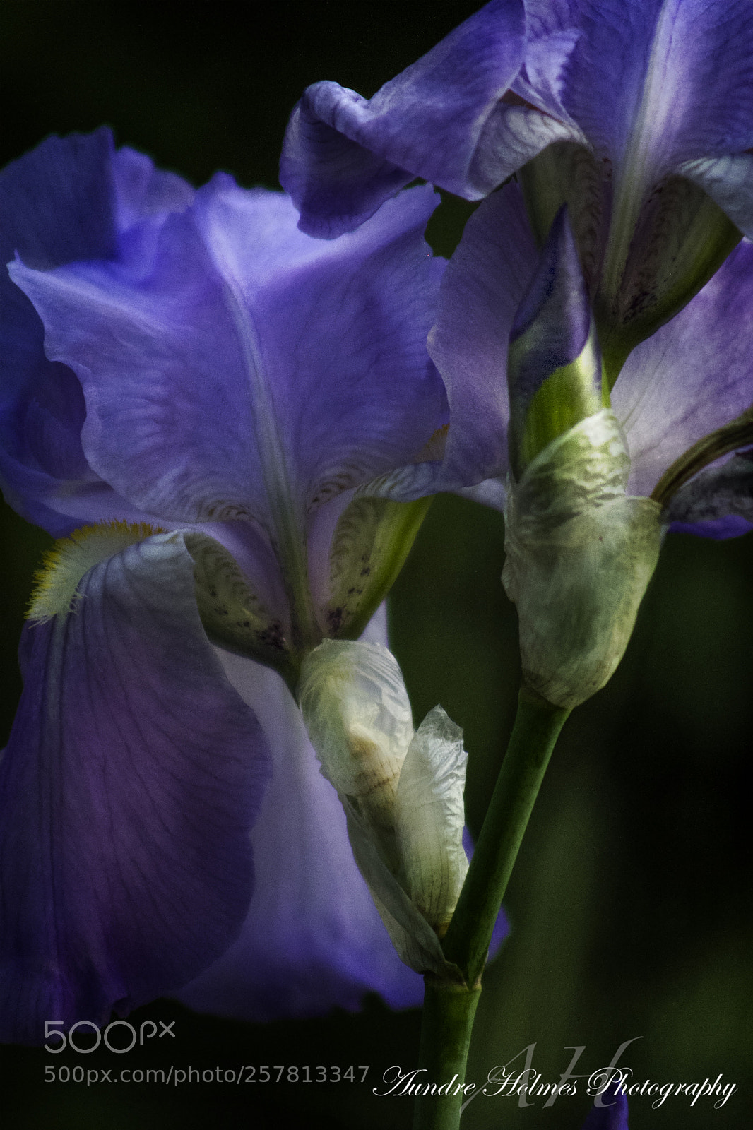 Canon EOS 7D sample photo. H-burg flower photography