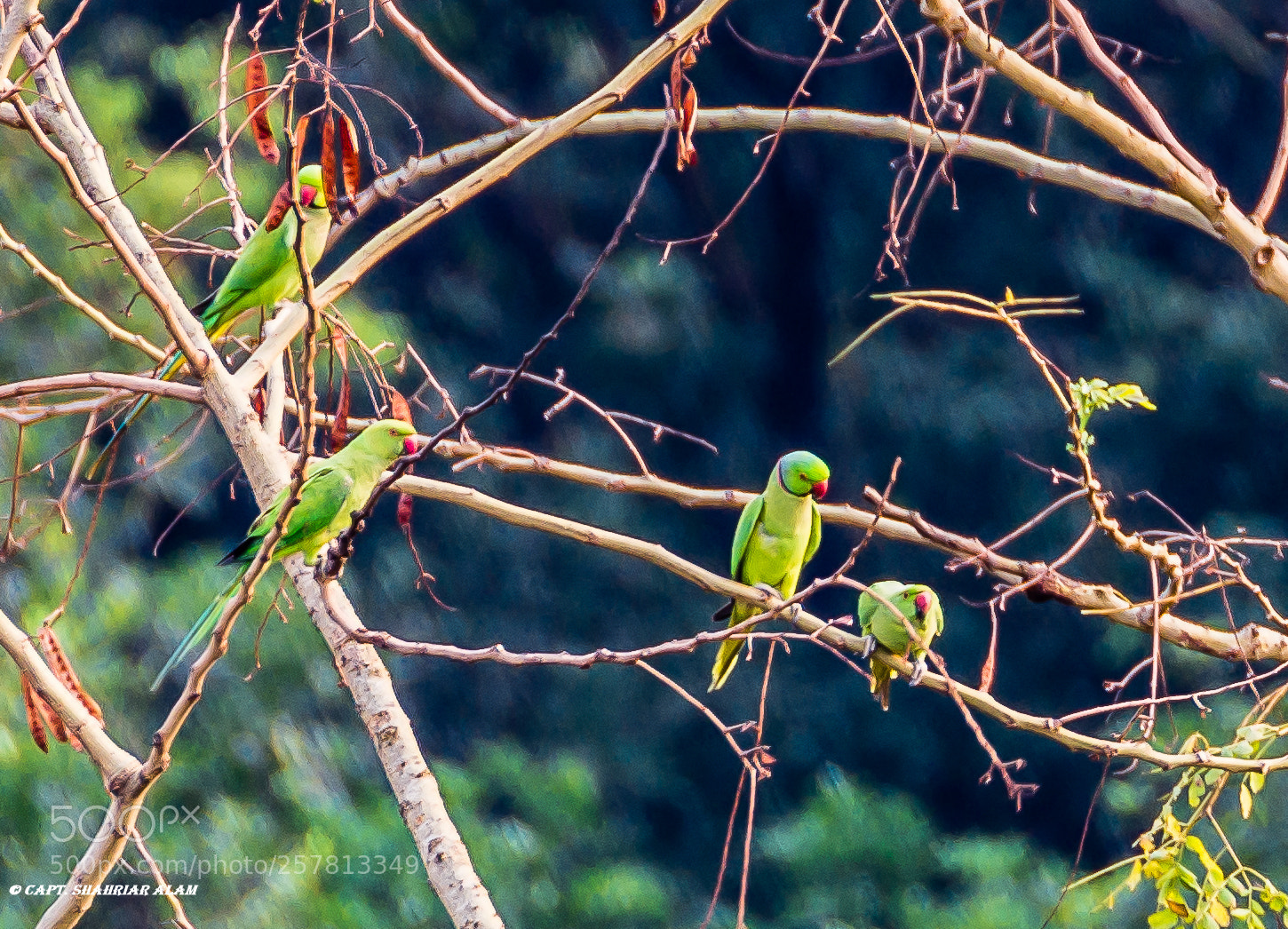 Nikon D7200 sample photo. Rose ringed parakeet photography