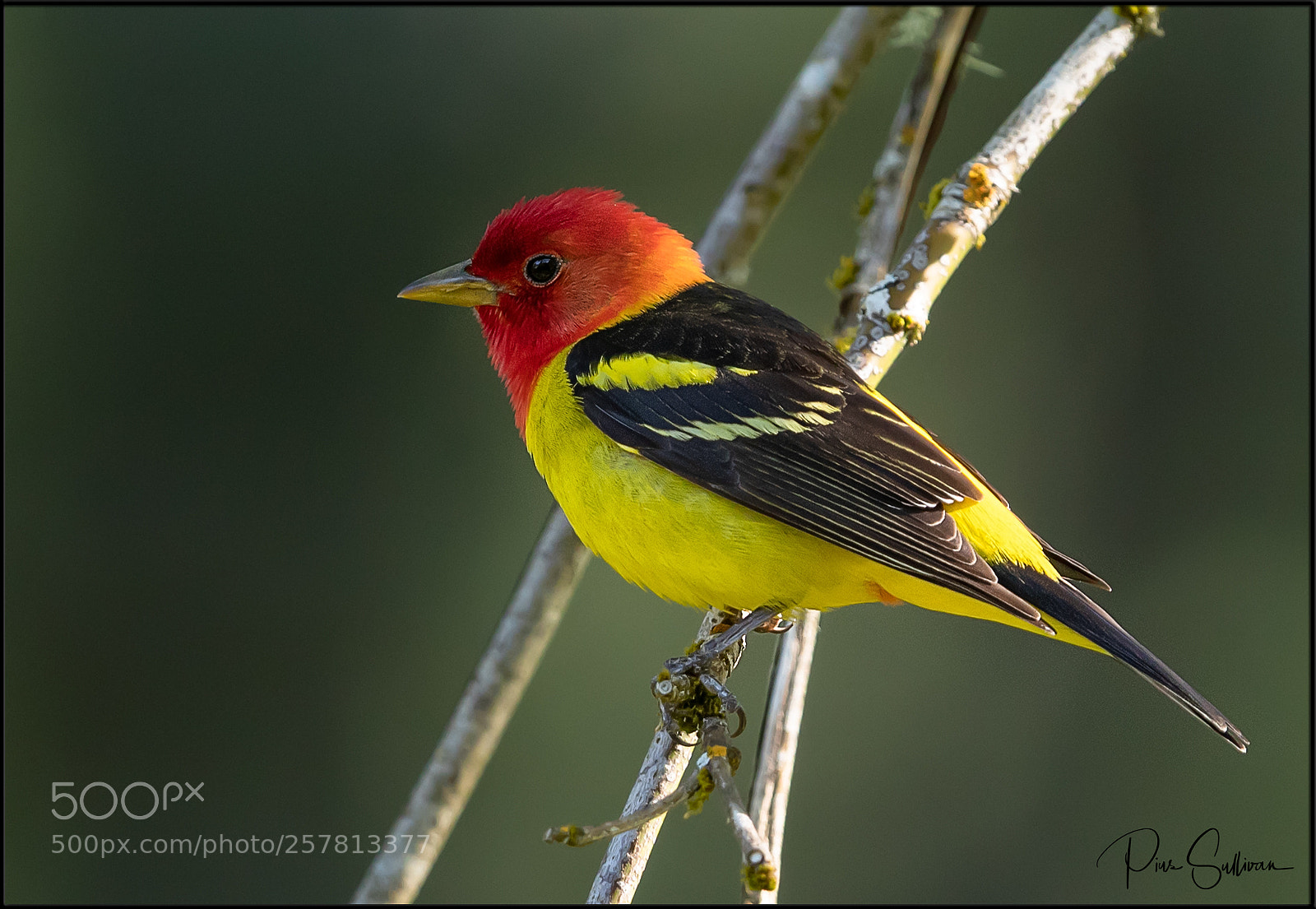 Canon EOS-1D X Mark II sample photo. Tanager photography