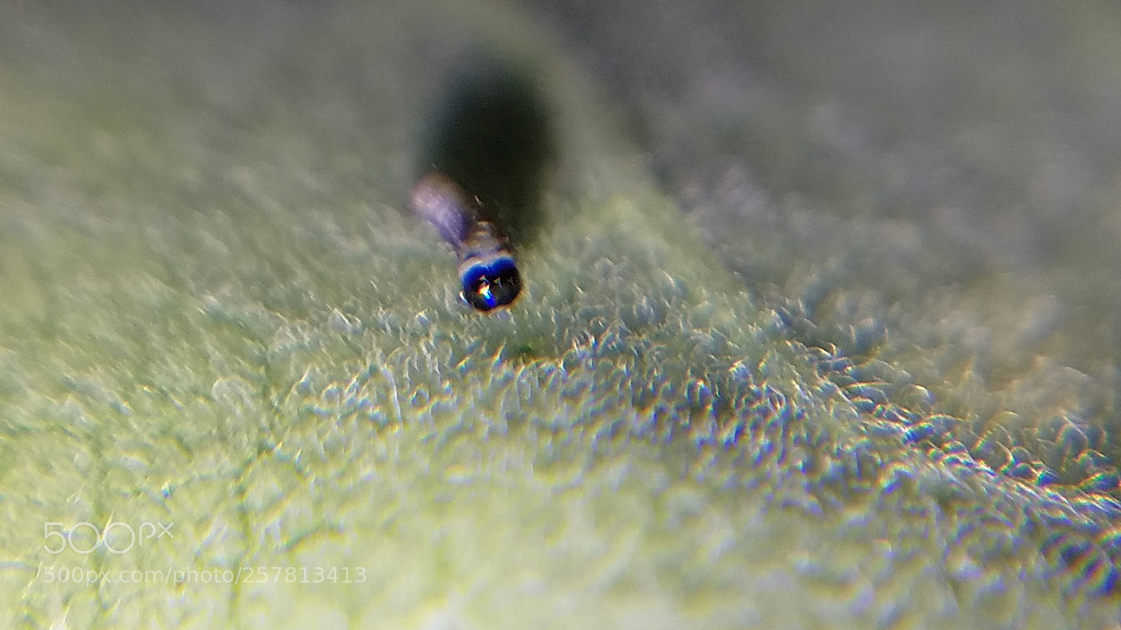 Samsung Galaxy S7 sample photo. First instar monarch catapillar photography