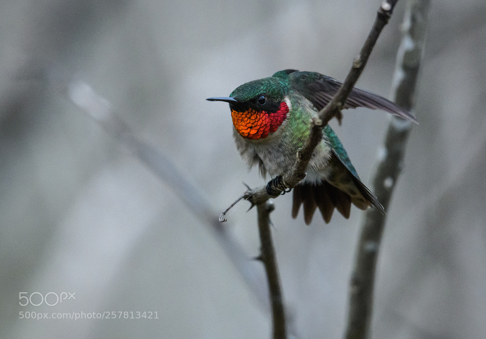 Nikon D850 sample photo. Ruby throated hummingbird stretches photography