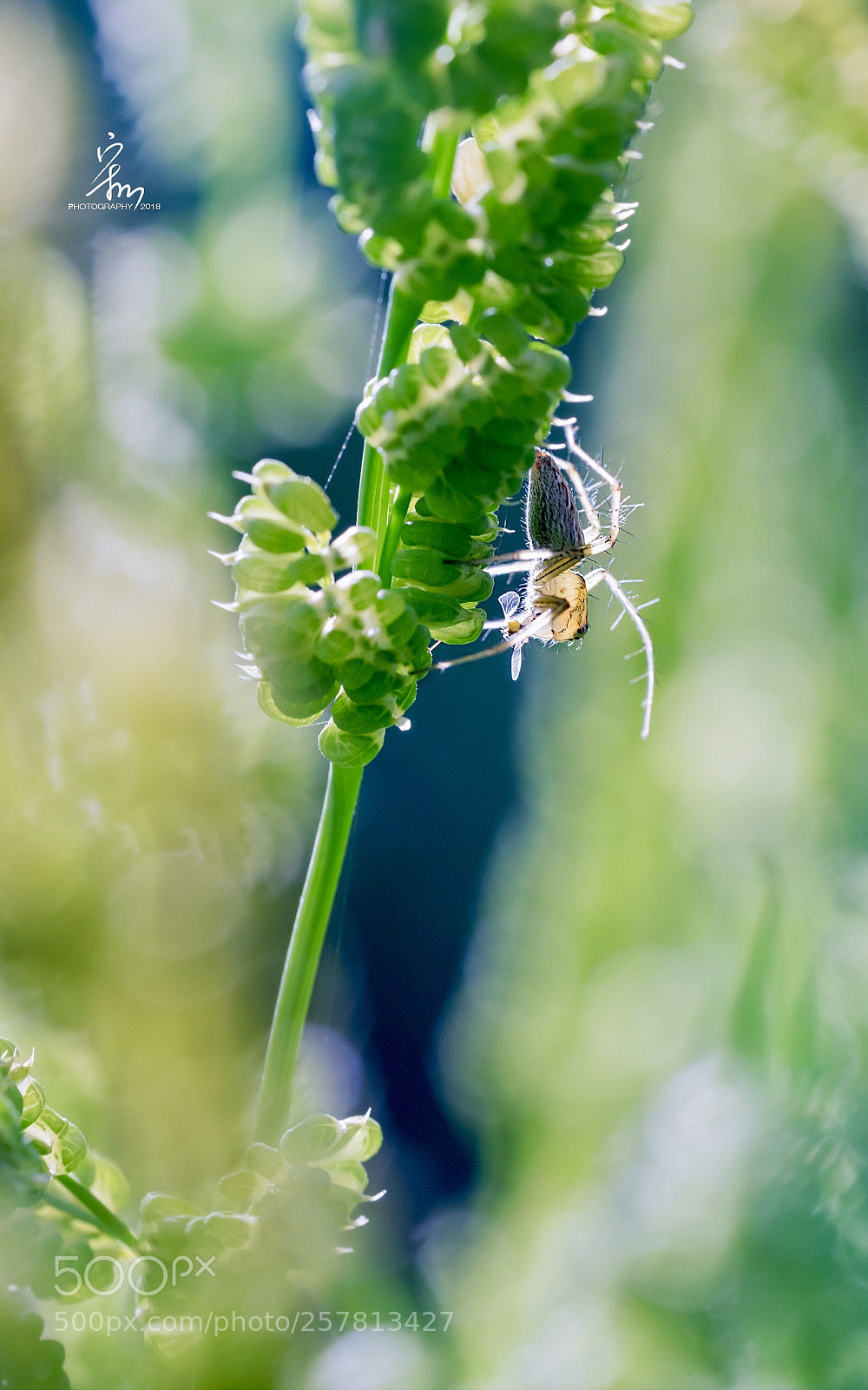 Sony a7R II sample photo. Untitled photography