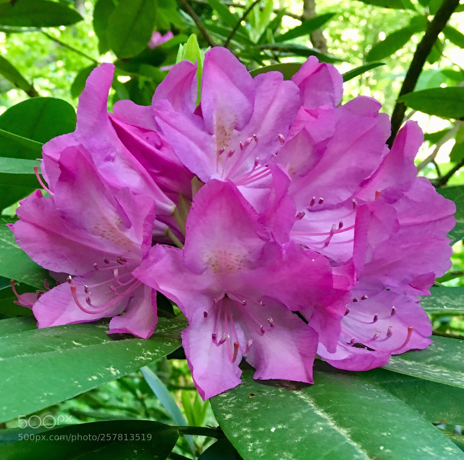 Apple iPhone 6s Plus sample photo. Wild rhododendron photography