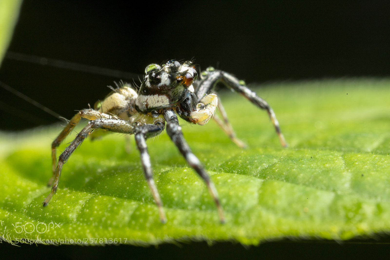 Canon EOS 6D Mark II sample photo. Salticidae and water drops photography