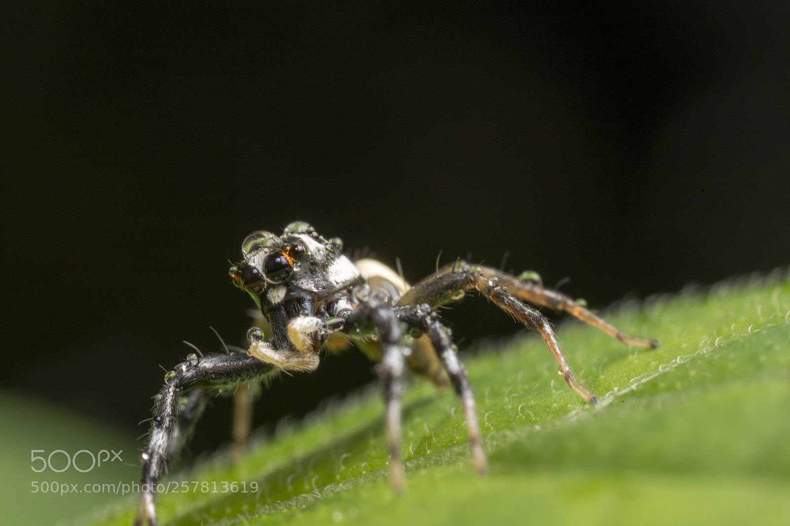 Canon EOS 6D Mark II sample photo. Salticidae and water drops photography