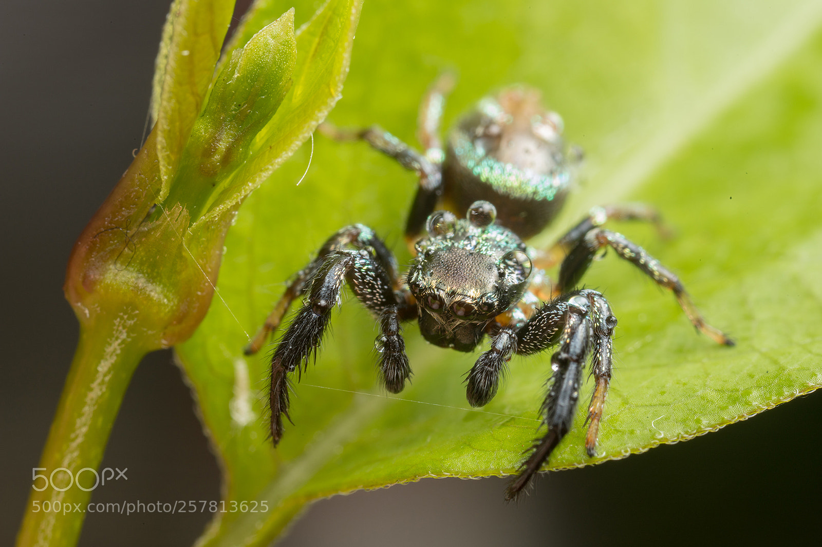 Canon EOS 6D Mark II sample photo. Salticidae and water drops photography