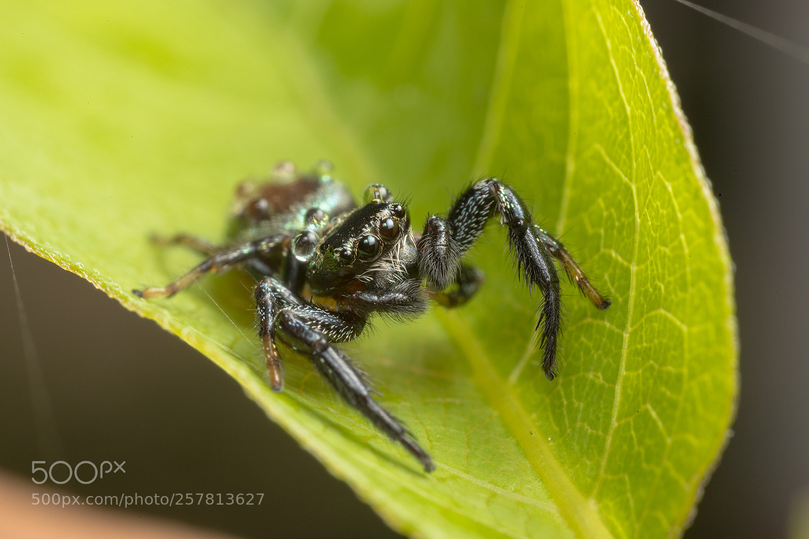 Canon EOS 6D Mark II sample photo. Salticidae and water drops photography