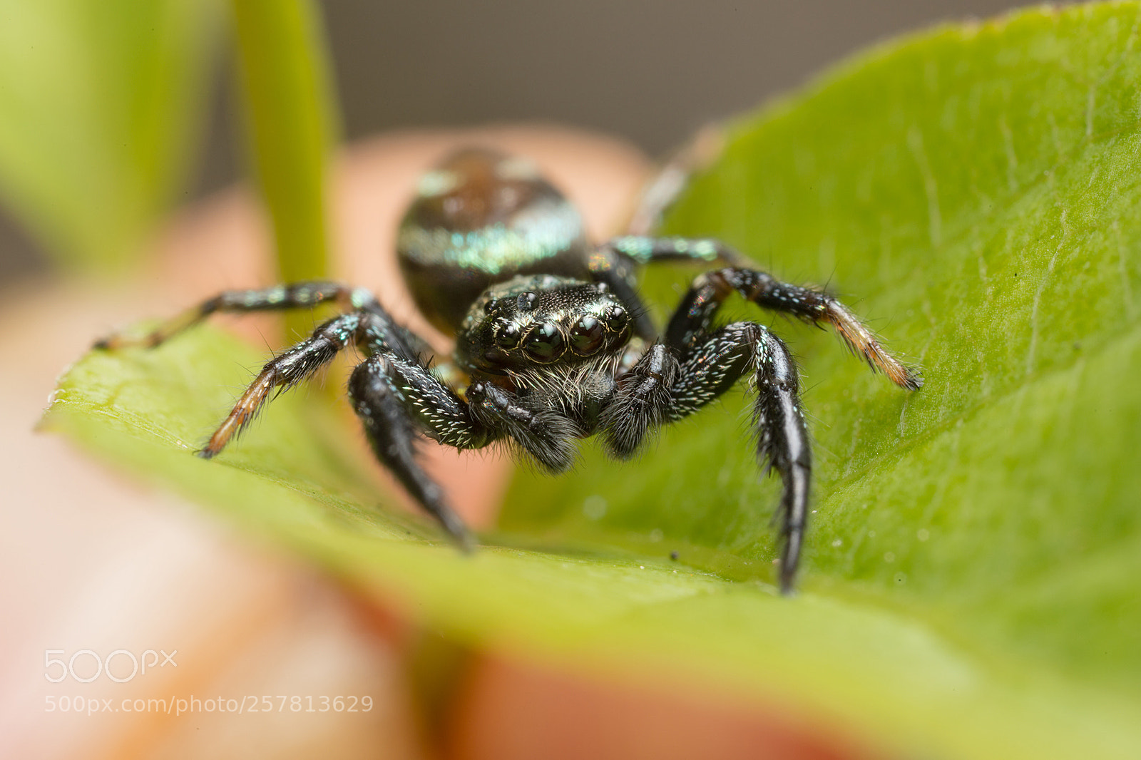 Canon EOS 6D Mark II sample photo. Salticidae and water drops photography