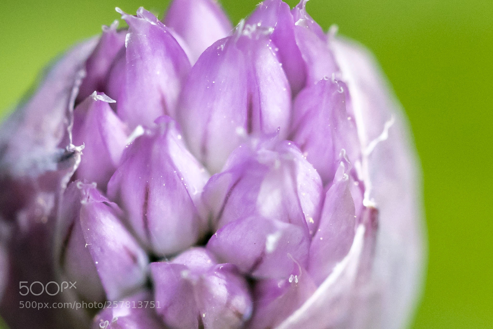 Nikon D850 sample photo. Chive bud photography
