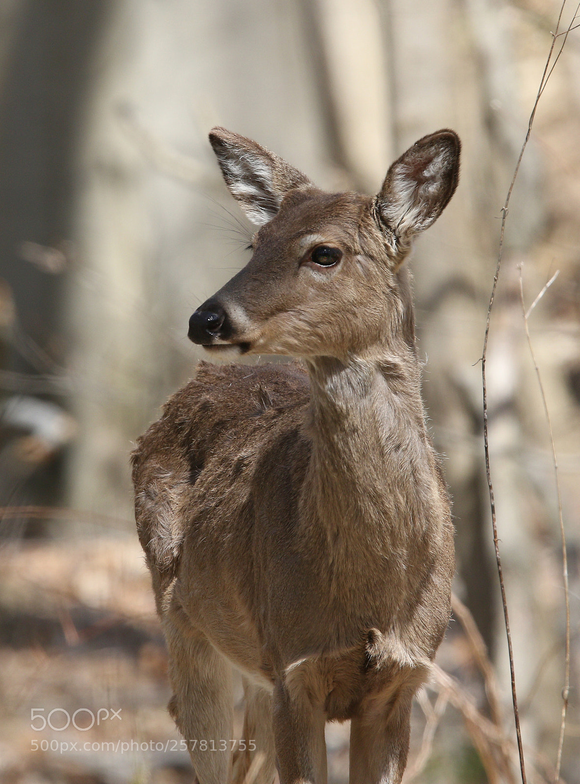 Canon EOS 7D Mark II sample photo. Pa photography