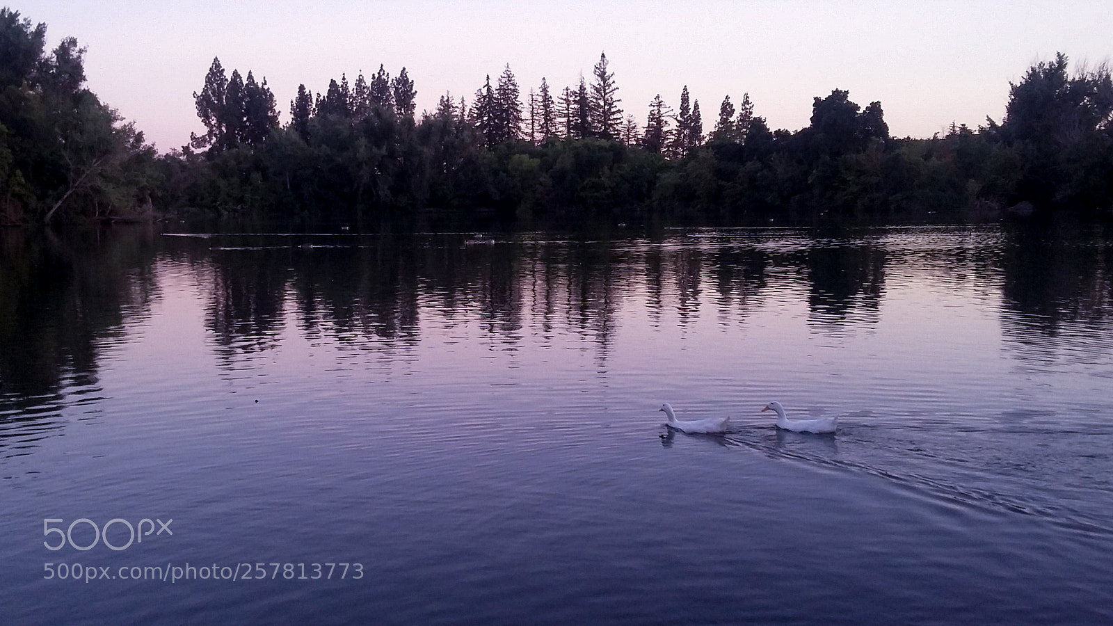Samsung Galaxy Grand Prime sample photo. Swan lake photography