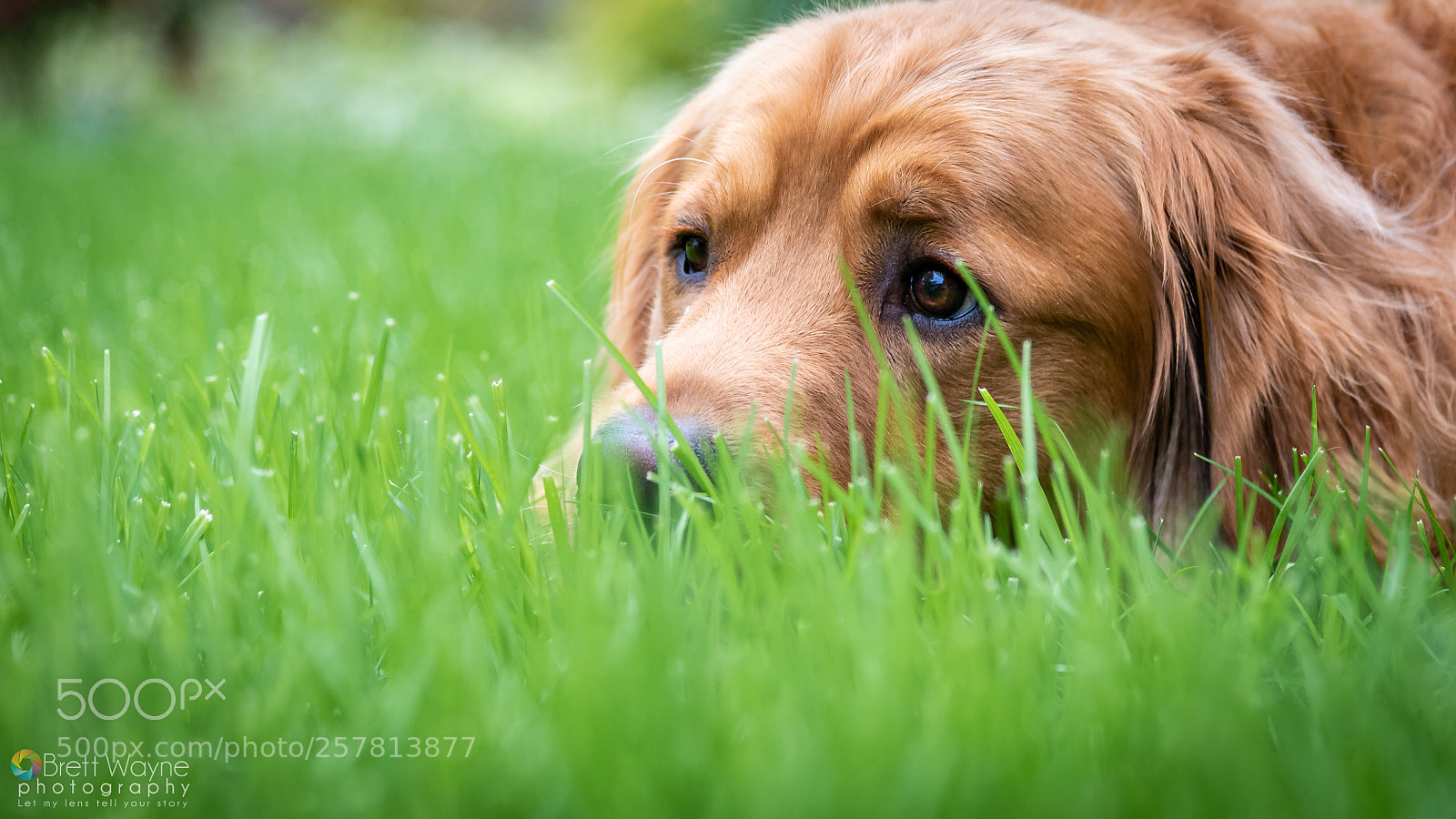 Nikon D750 sample photo. Shiloh photography