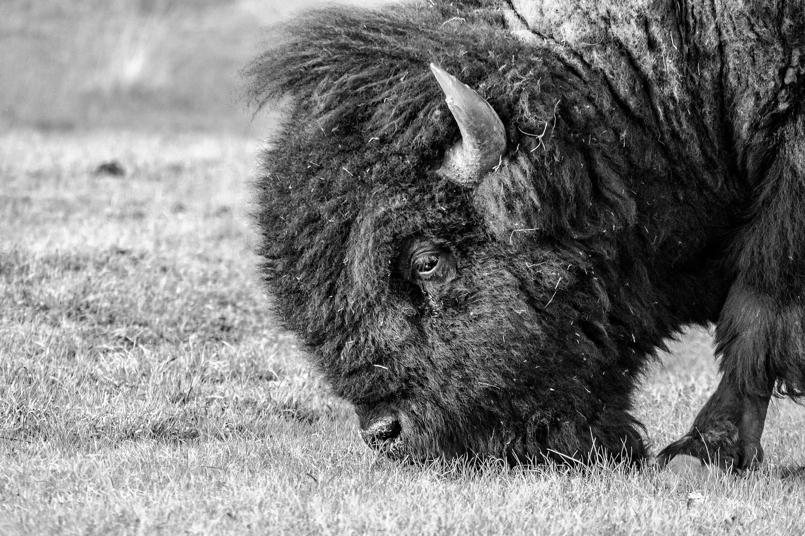 Nikon D5500 sample photo. Bison photography