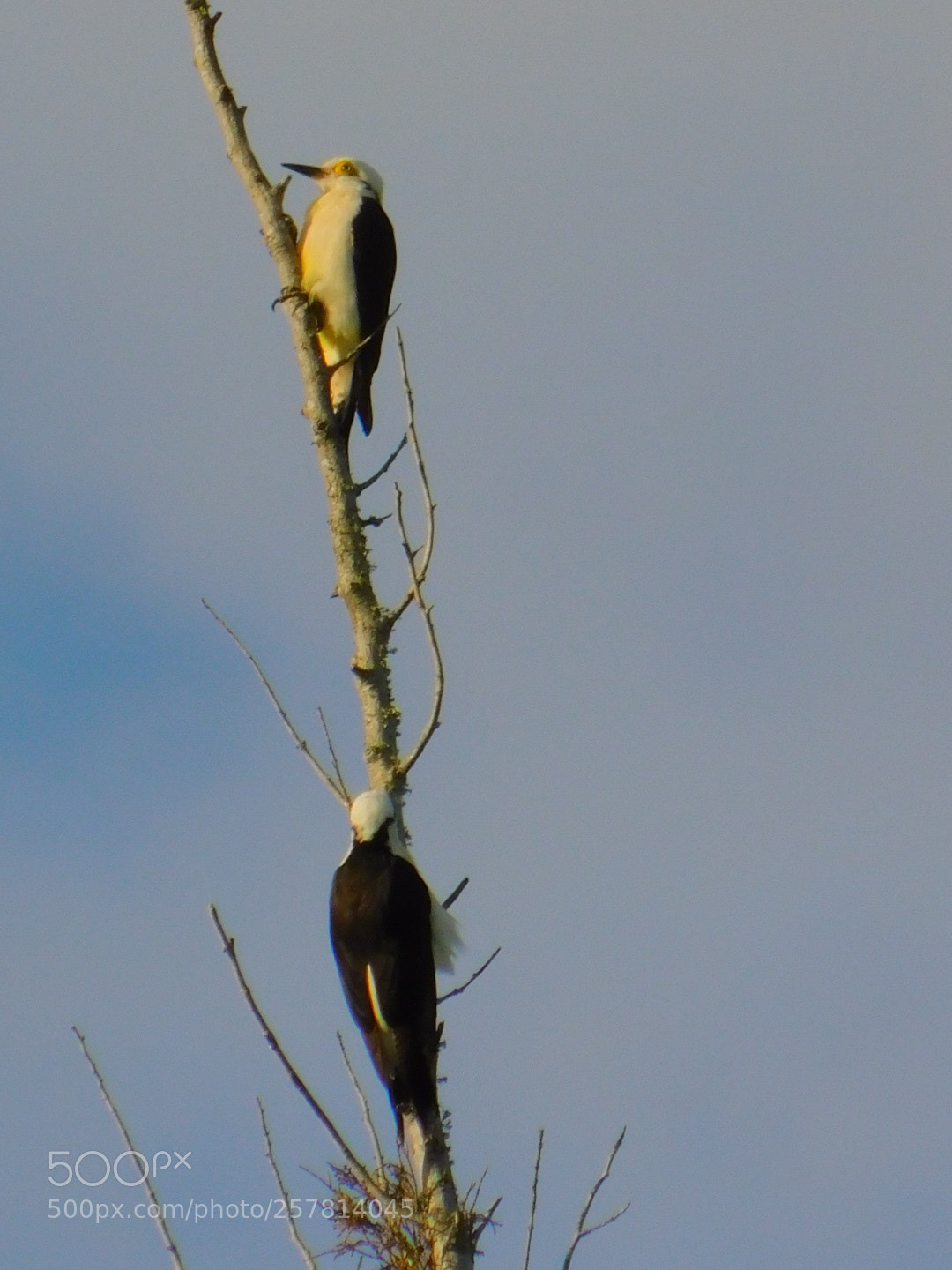 Nikon Coolpix B500 sample photo. Pajaro carpintero blanco photography