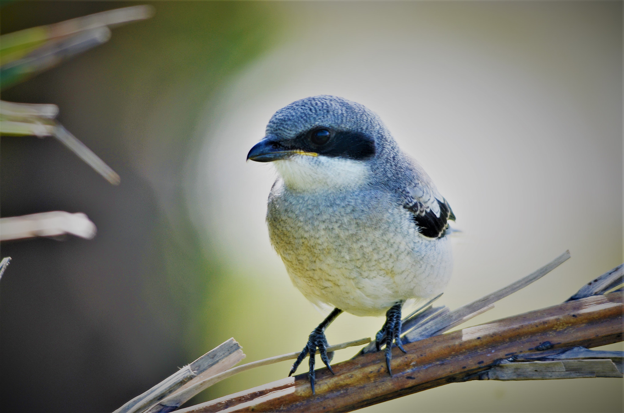 Nikon D7000 + Sigma 150-500mm F5-6.3 DG OS HSM sample photo