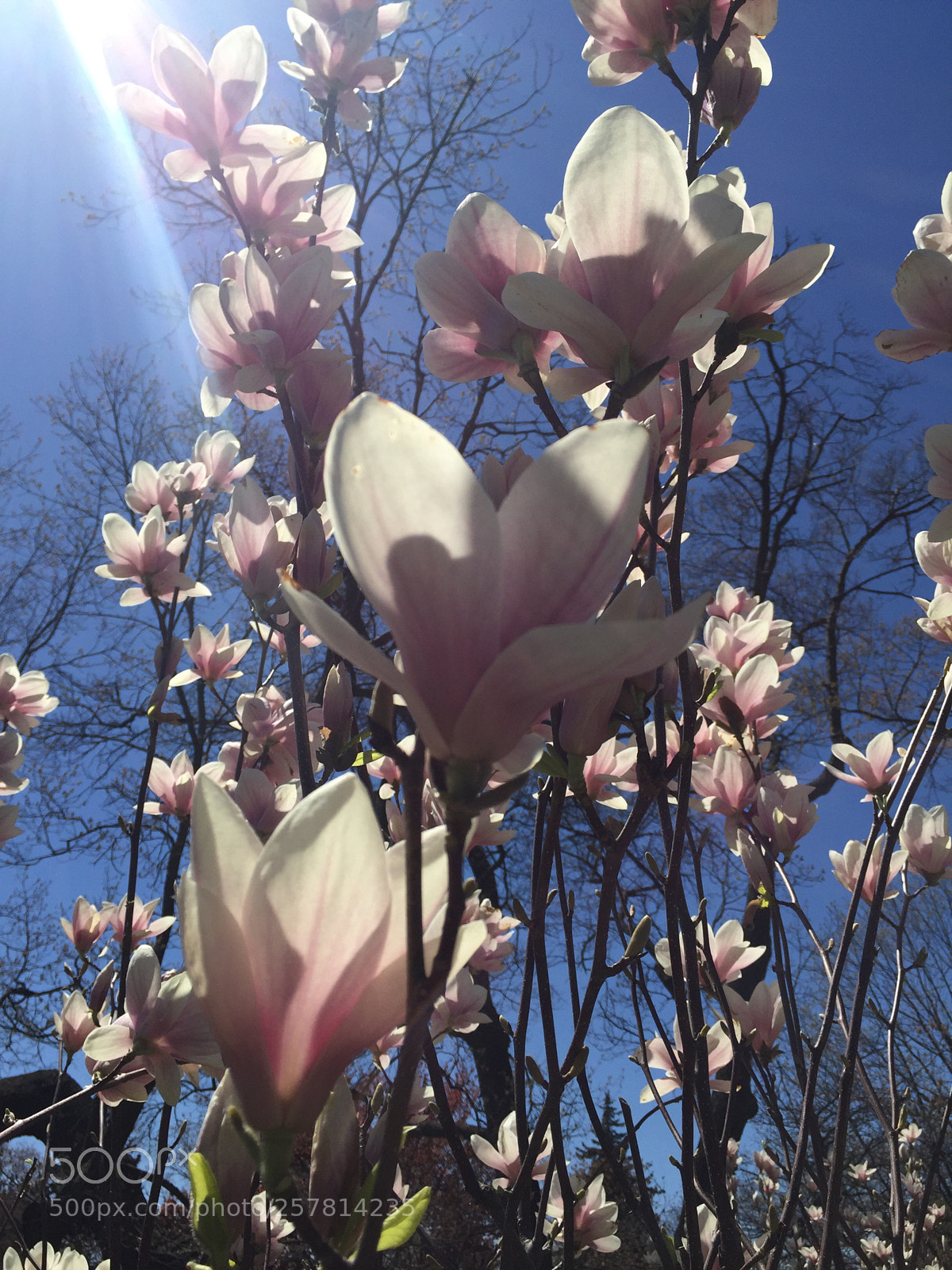 Apple iPhone 6 Plus sample photo. High park photography