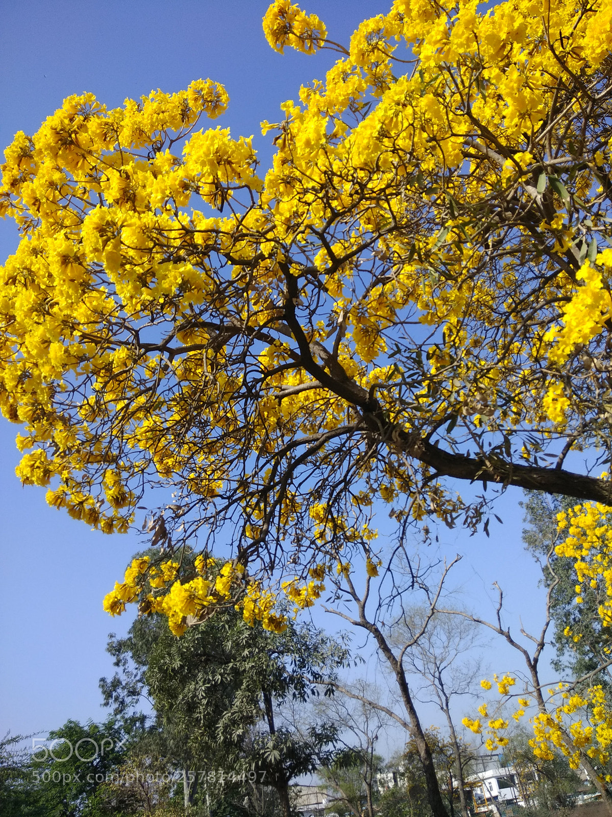Xiaomi Redmi Note 4 sample photo. Img_20180323_085102.jpg photography