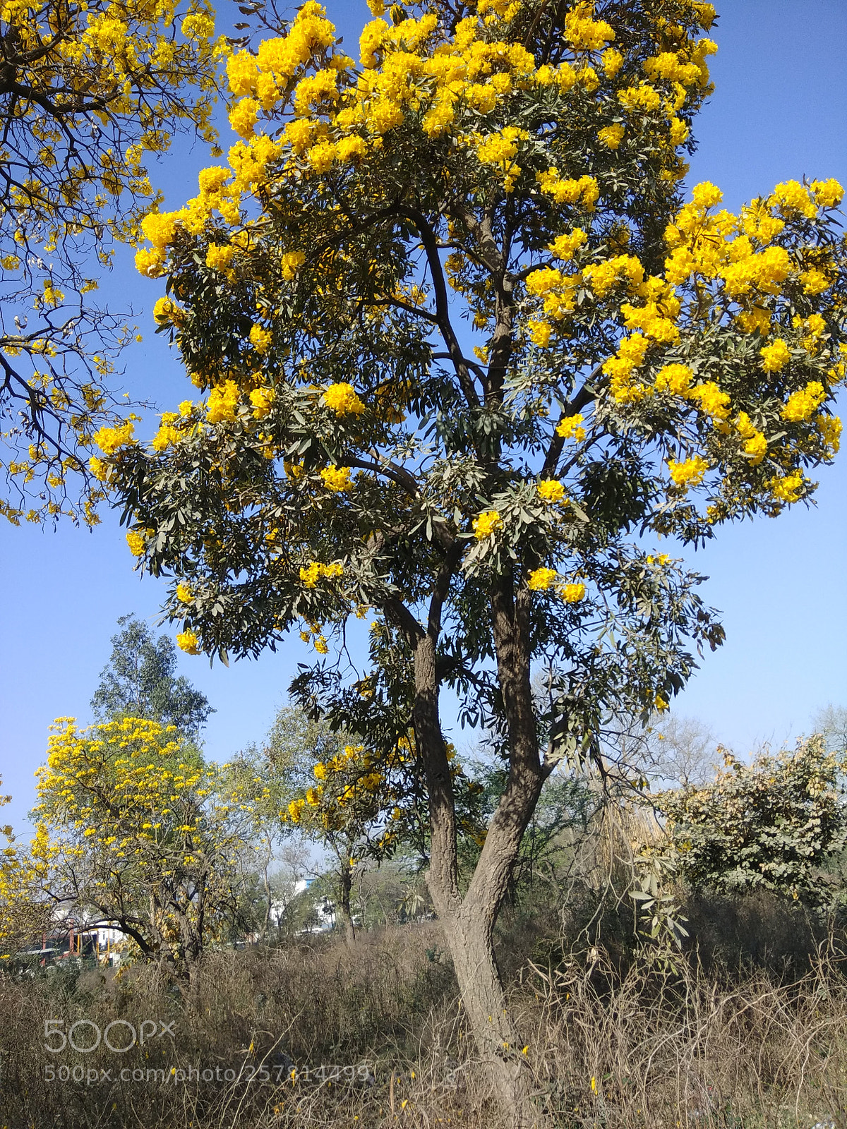 Xiaomi Redmi Note 4 sample photo. Img_20180323_085049.jpg photography