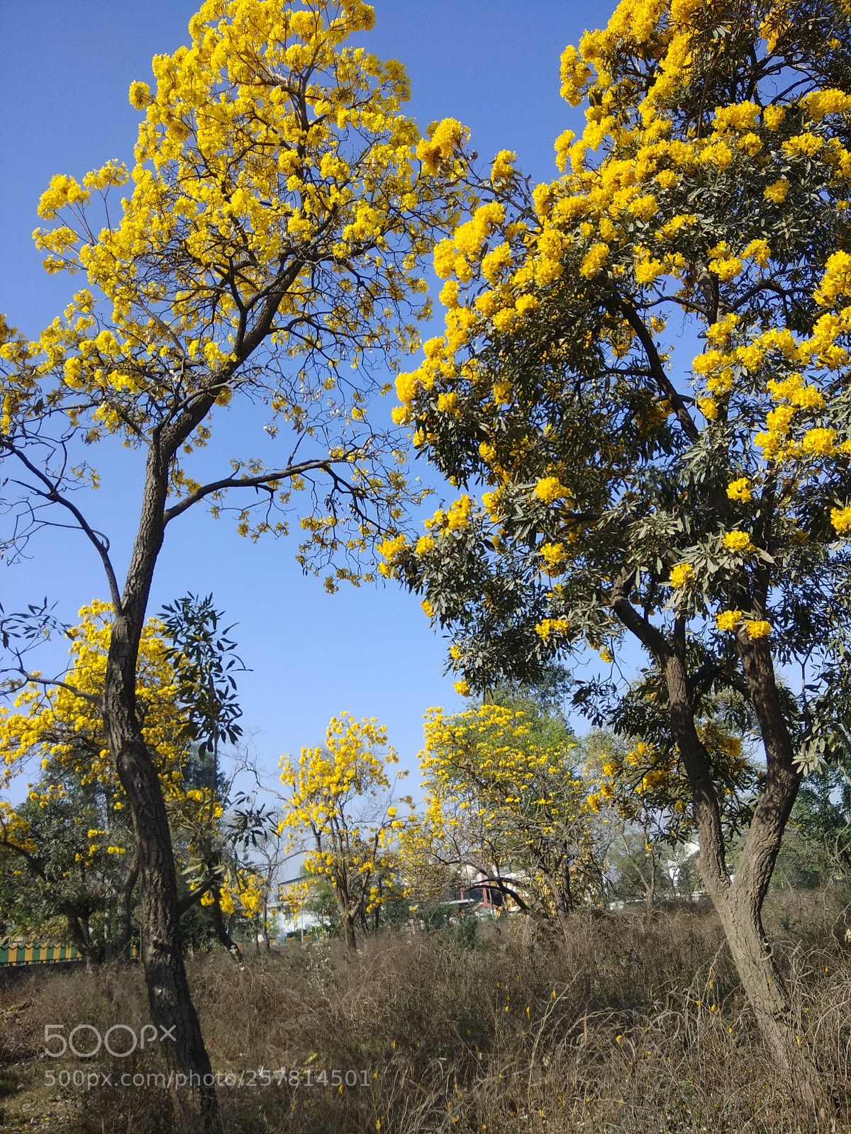 Xiaomi Redmi Note 4 sample photo. Img_20180323_085048.jpg photography
