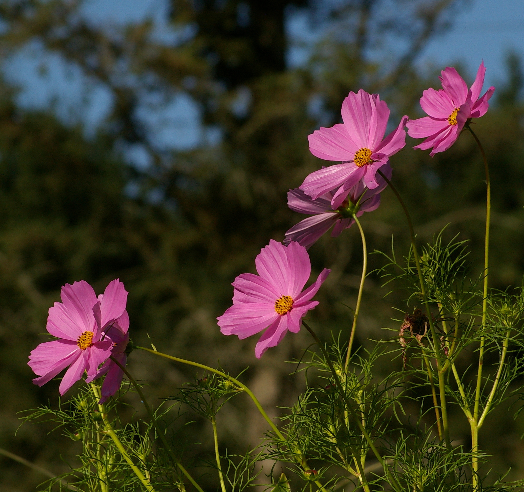 Pentax K100D Super sample photo. Cosmos looking towards the sun. 2017 photography