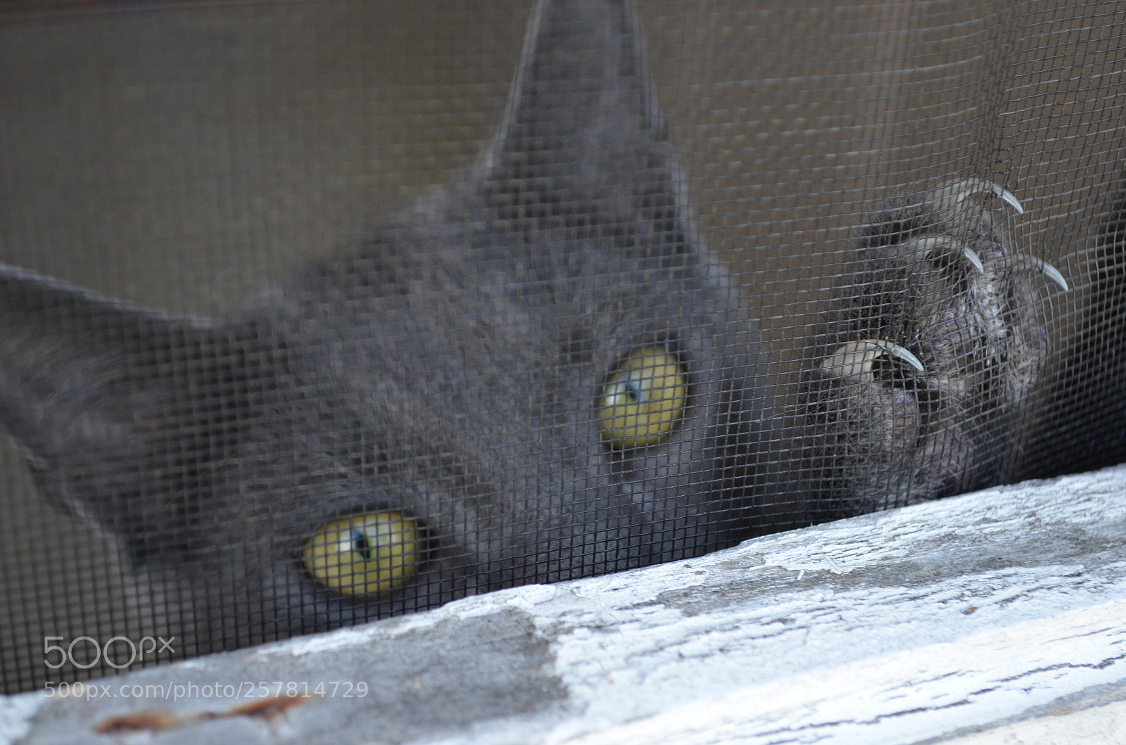 Nikon D5100 sample photo. Peeking photography