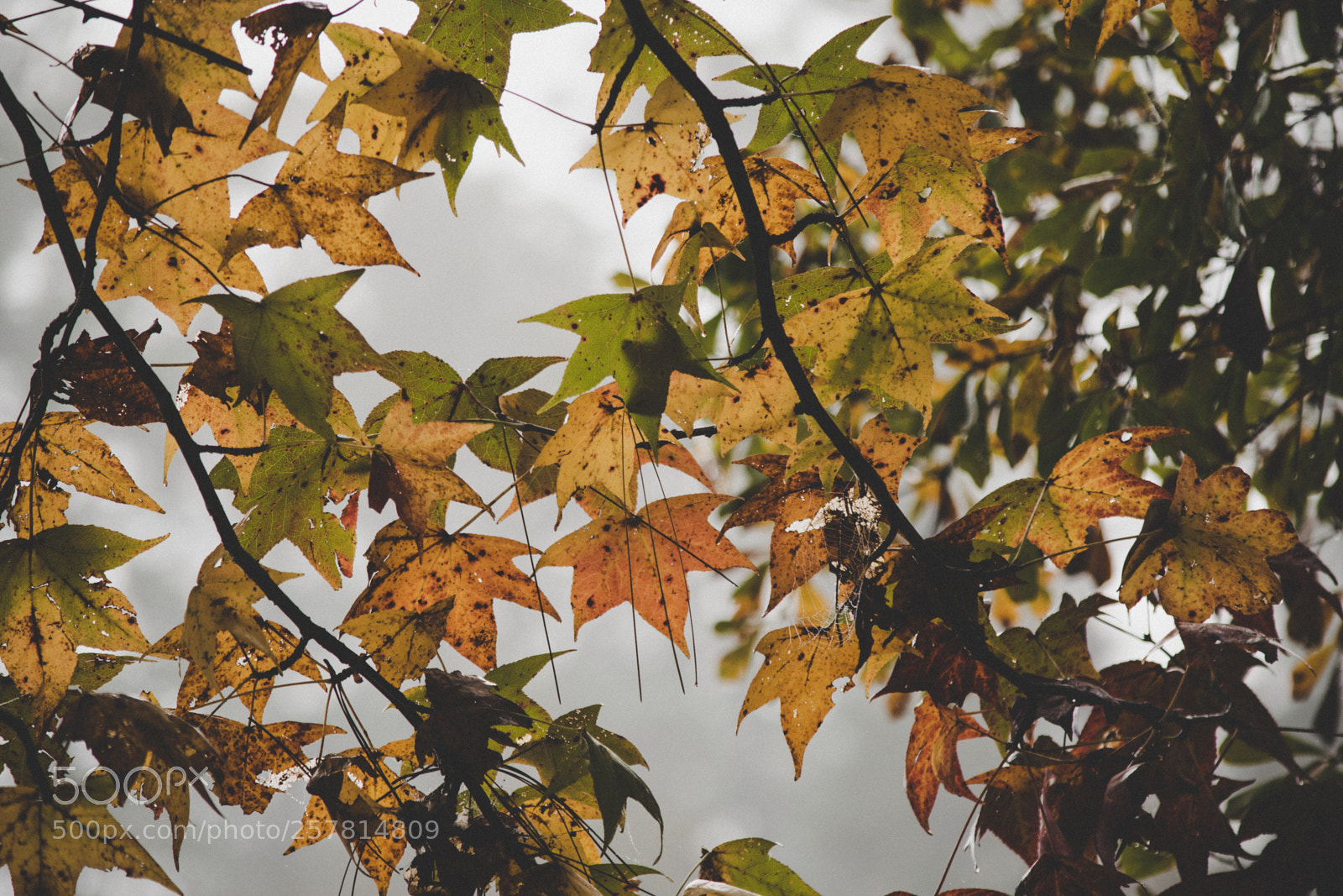 Nikon D5300 sample photo. Fall leaves photography