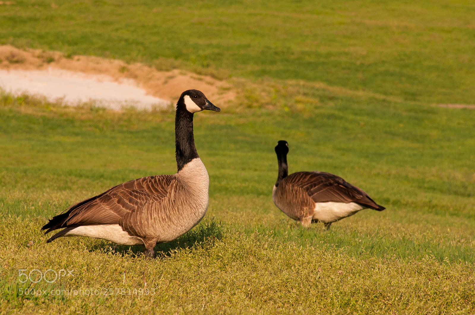 Nikon D300 sample photo. Geese on a golf photography