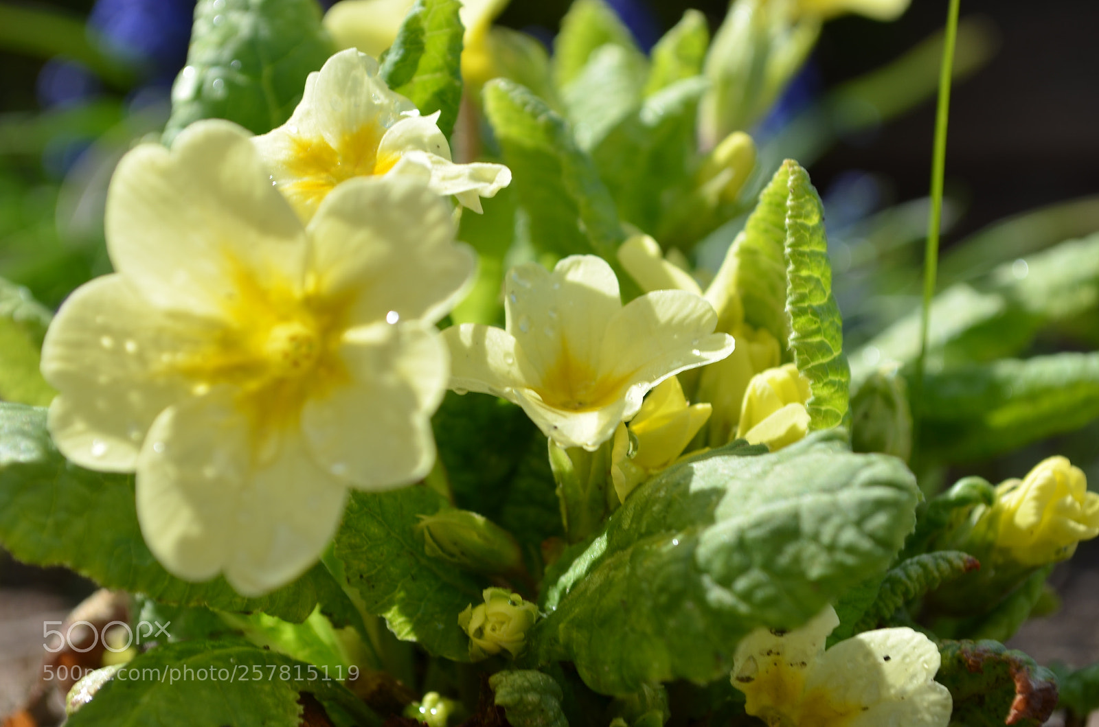 Nikon D5100 sample photo. Garden primrose photography