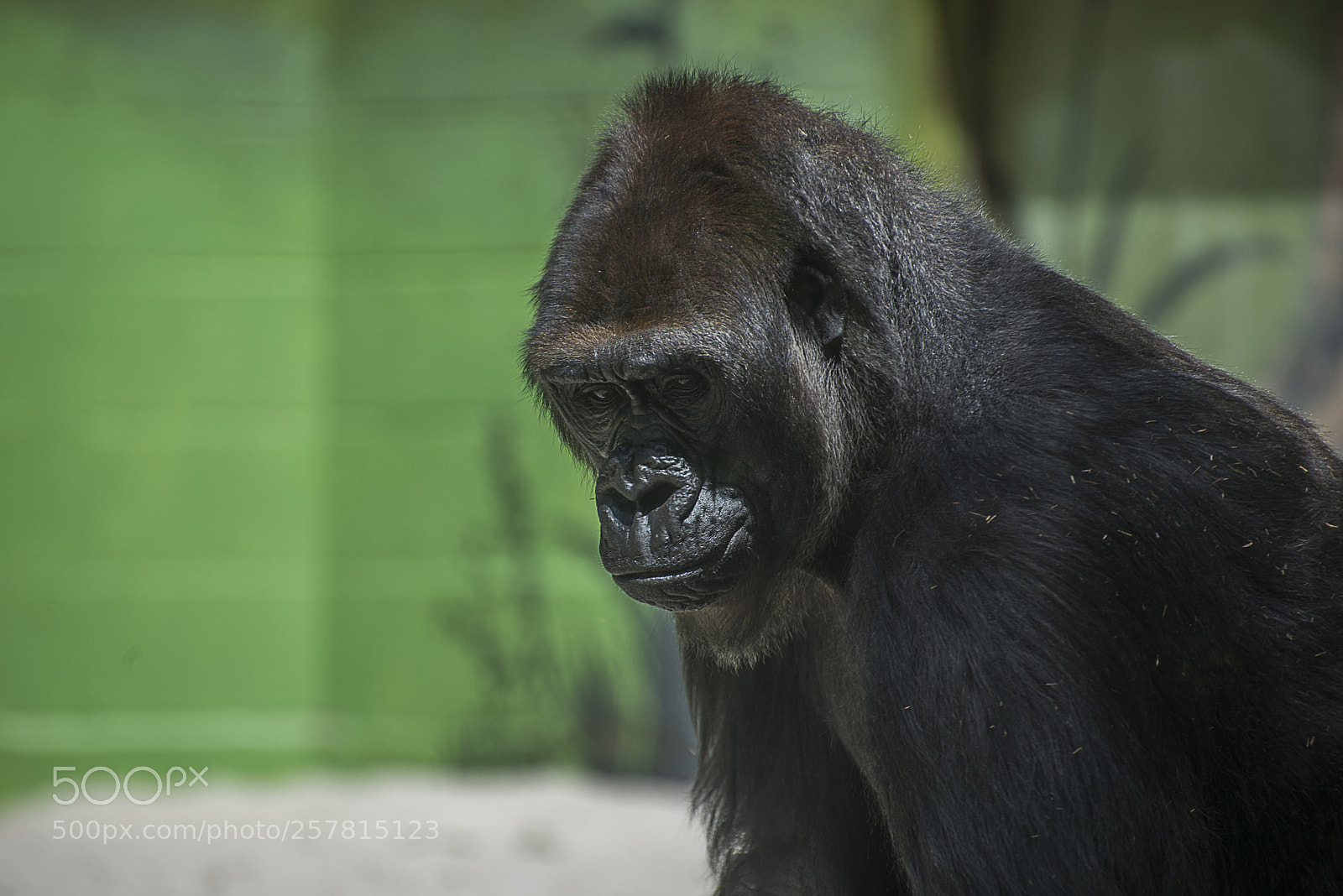 Nikon D800 sample photo. Zoo photography
