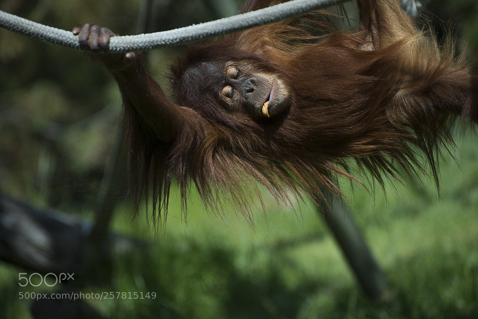 Nikon D800 sample photo. Zoo photography