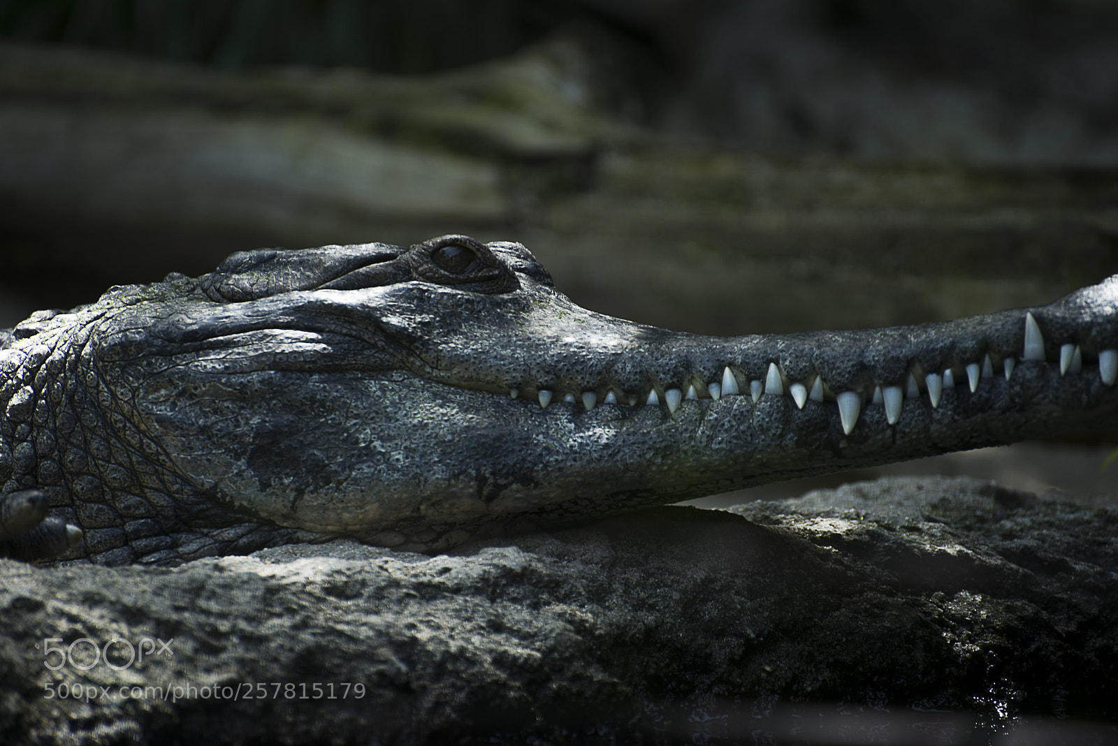 Nikon D800 sample photo. Zoo photography
