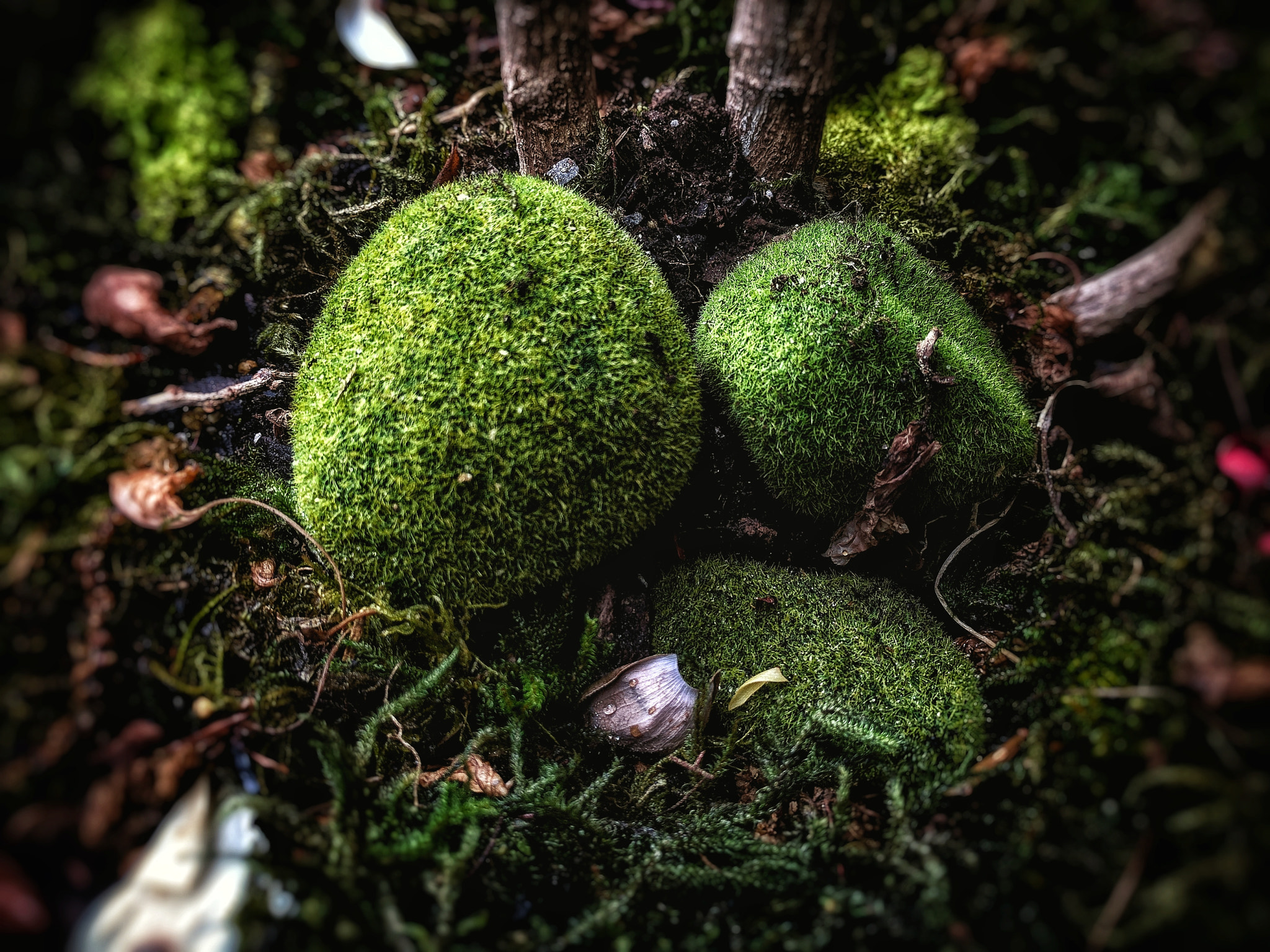 Google Pixel XL sample photo. Mossy photography