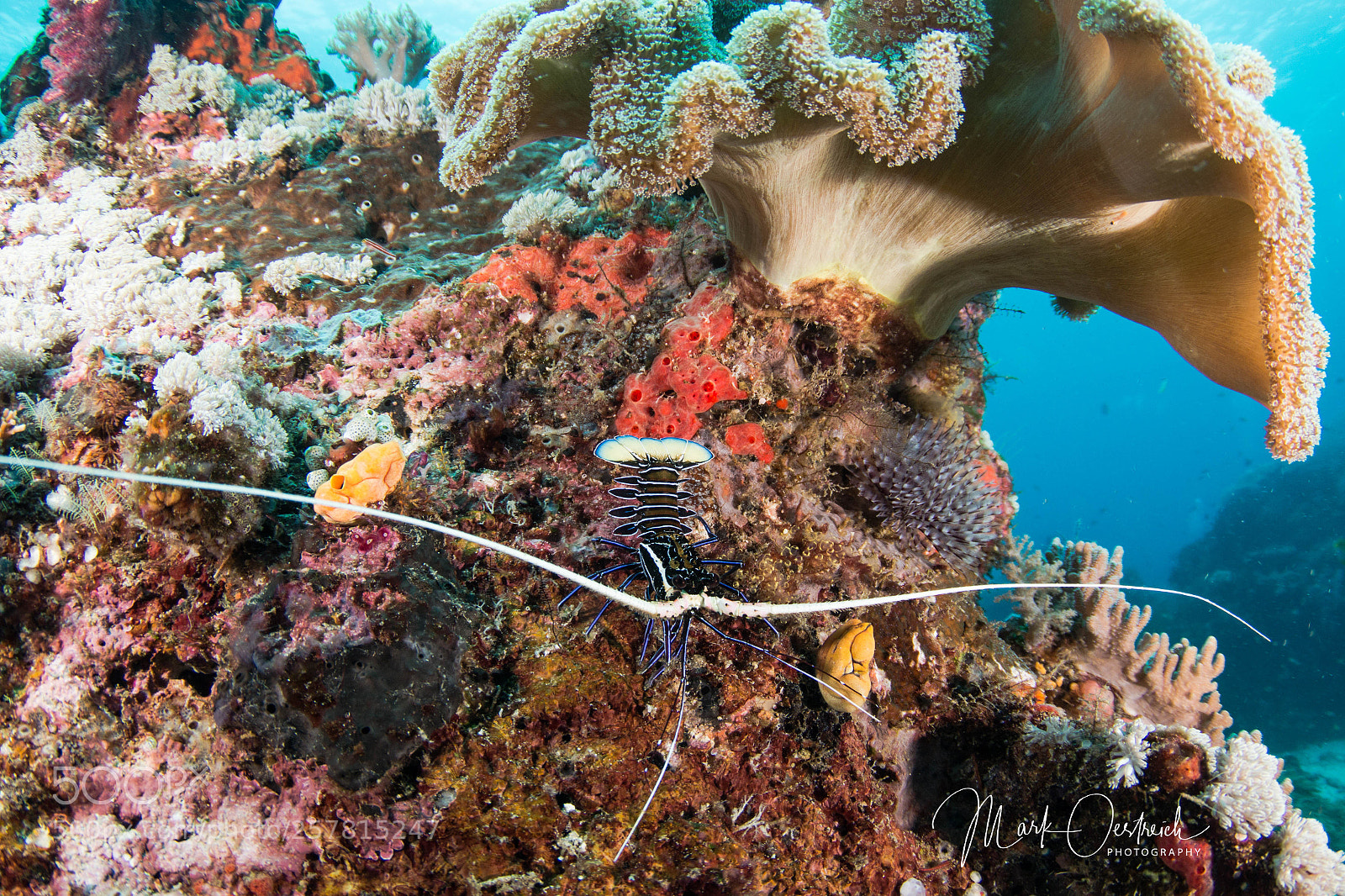 Canon EOS 70D sample photo. Lobster on soft coral photography