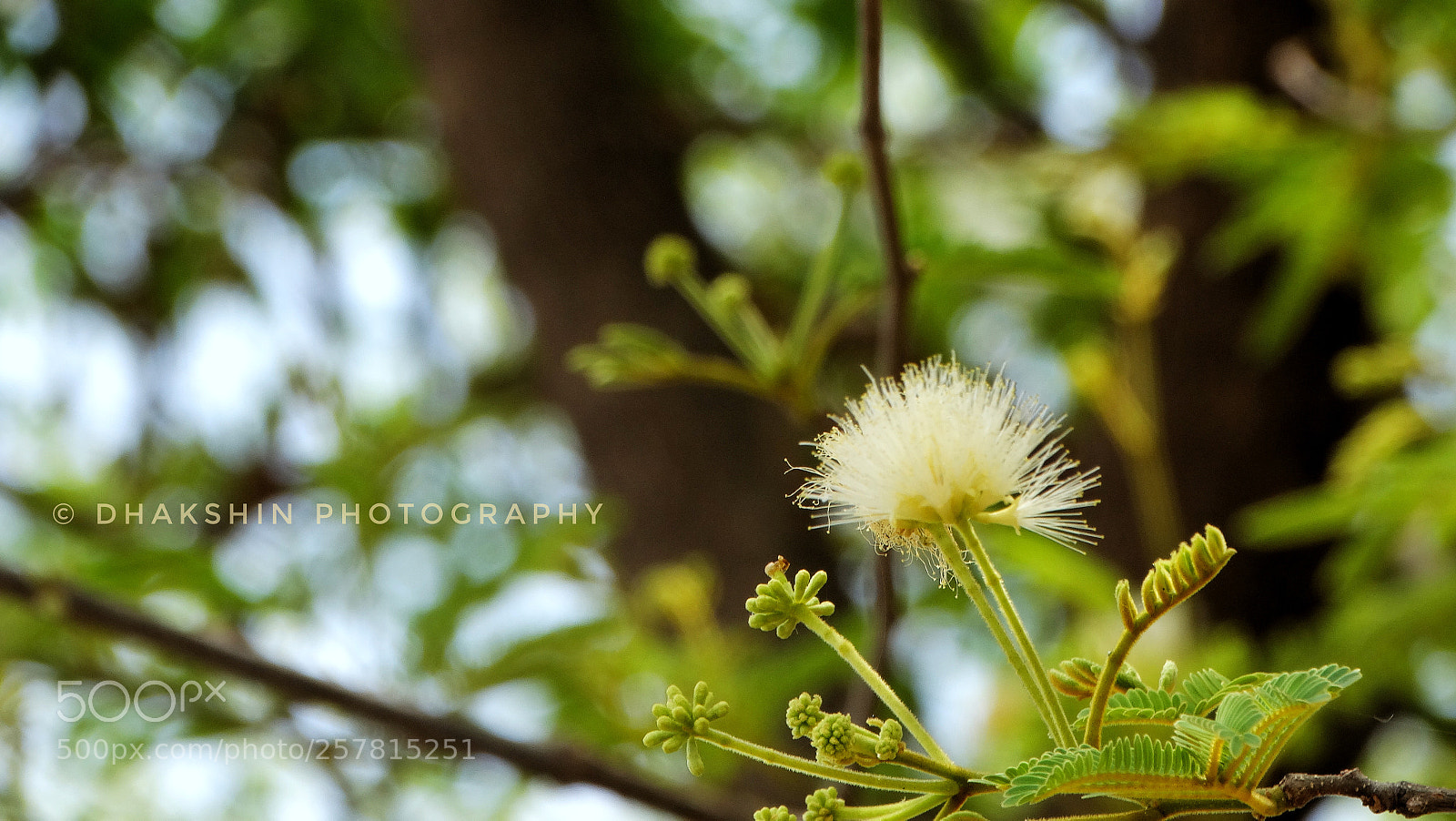 Sony Cyber-shot DSC-HX300 sample photo. Sony focus. photography