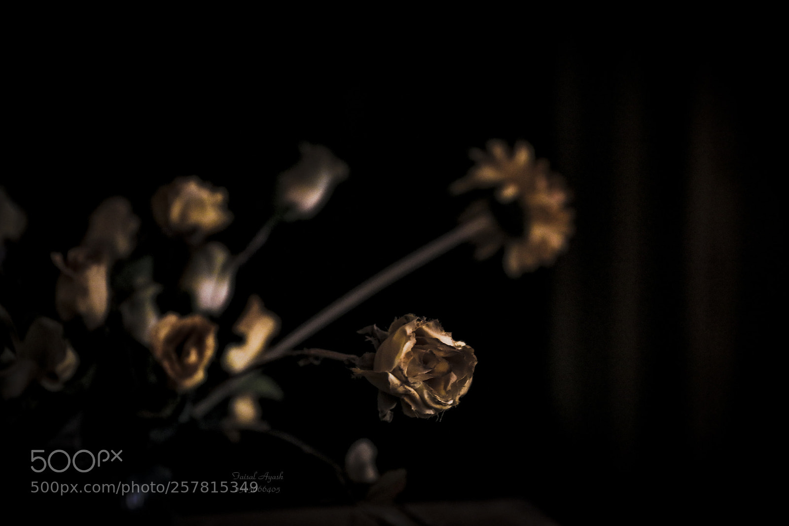 Canon EOS 5D Mark IV sample photo. Untitled photography