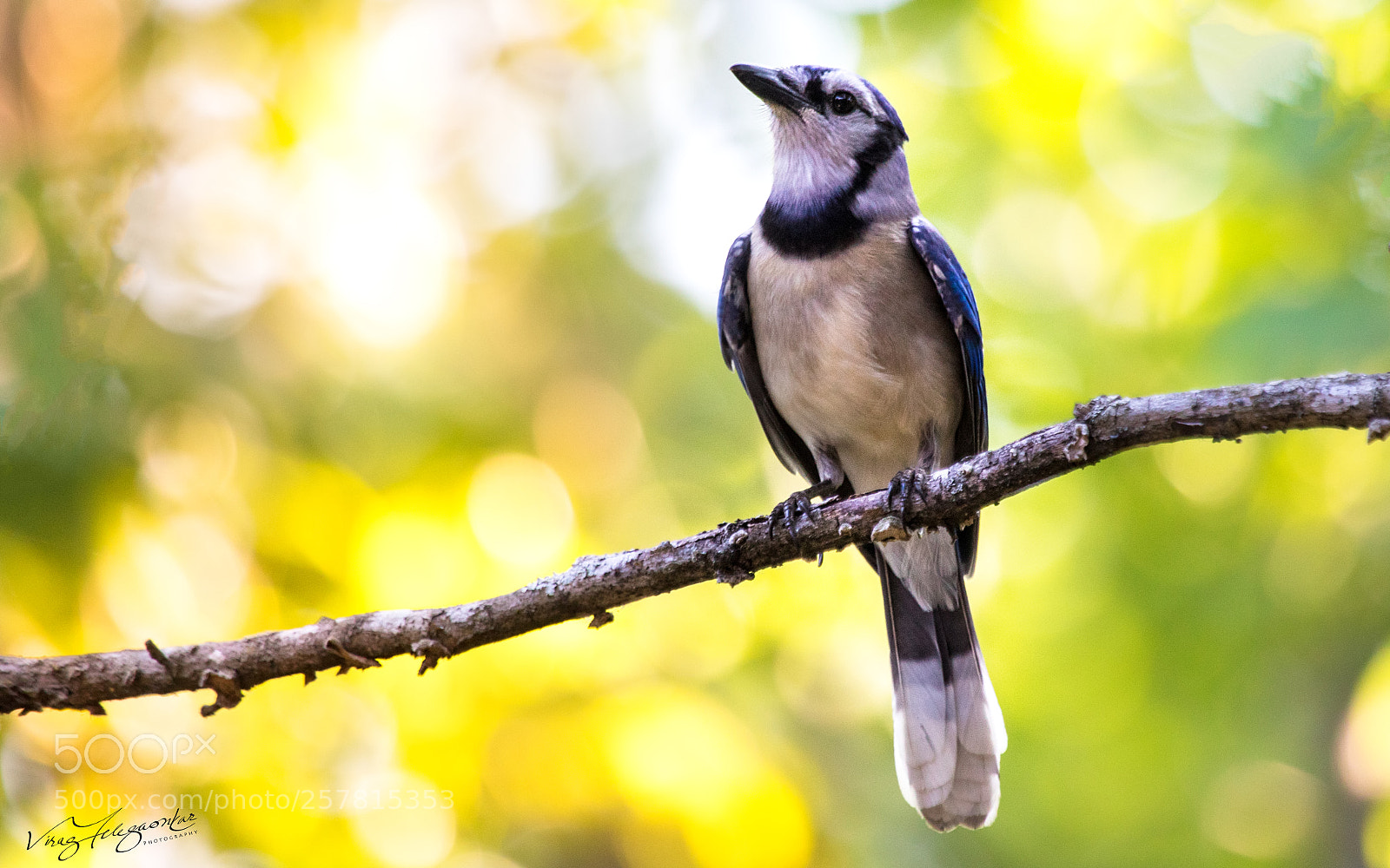 Canon EOS 5D Mark IV sample photo. Blue jay photography