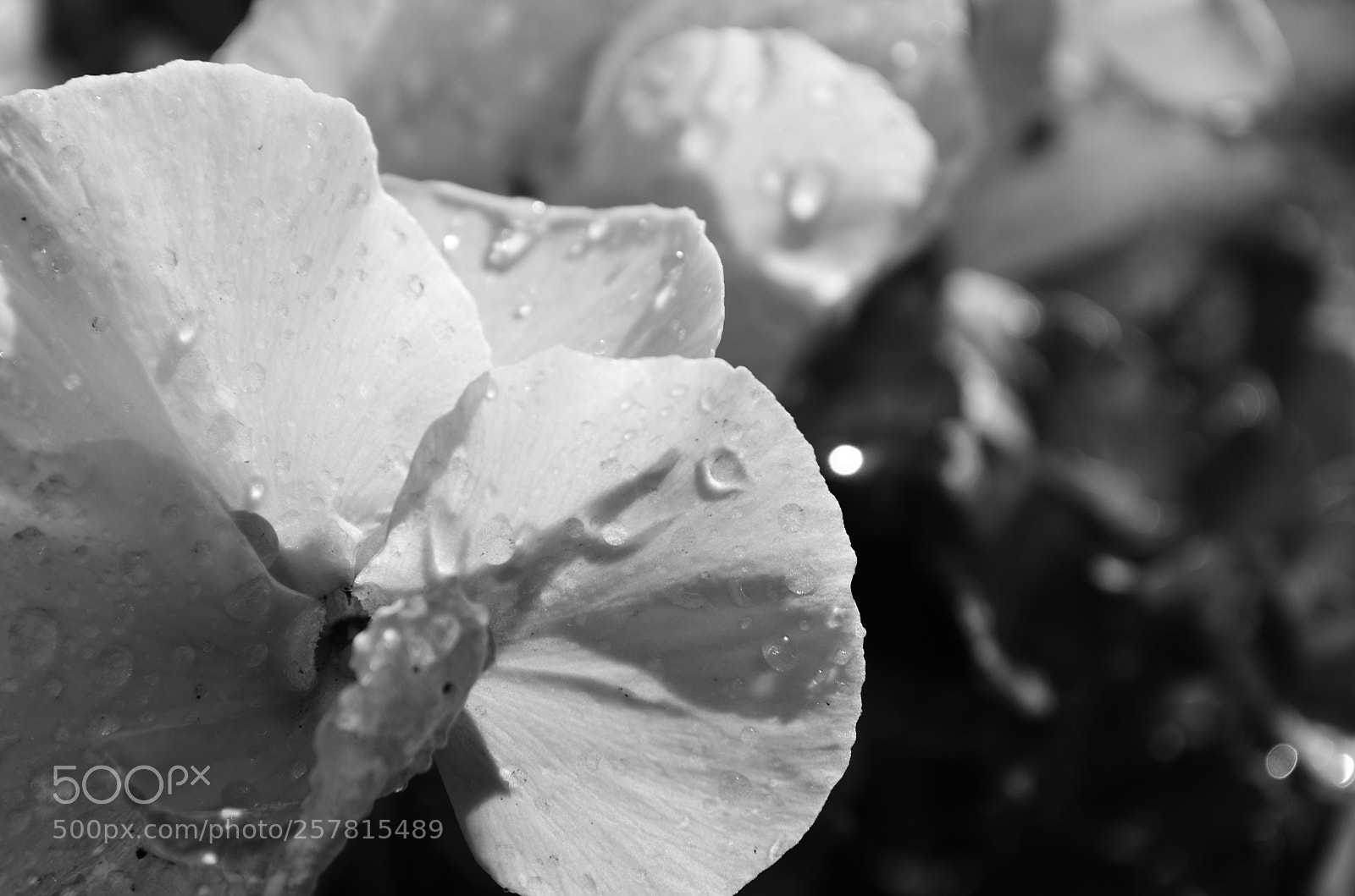 Nikon D5100 sample photo. Garden floral photography