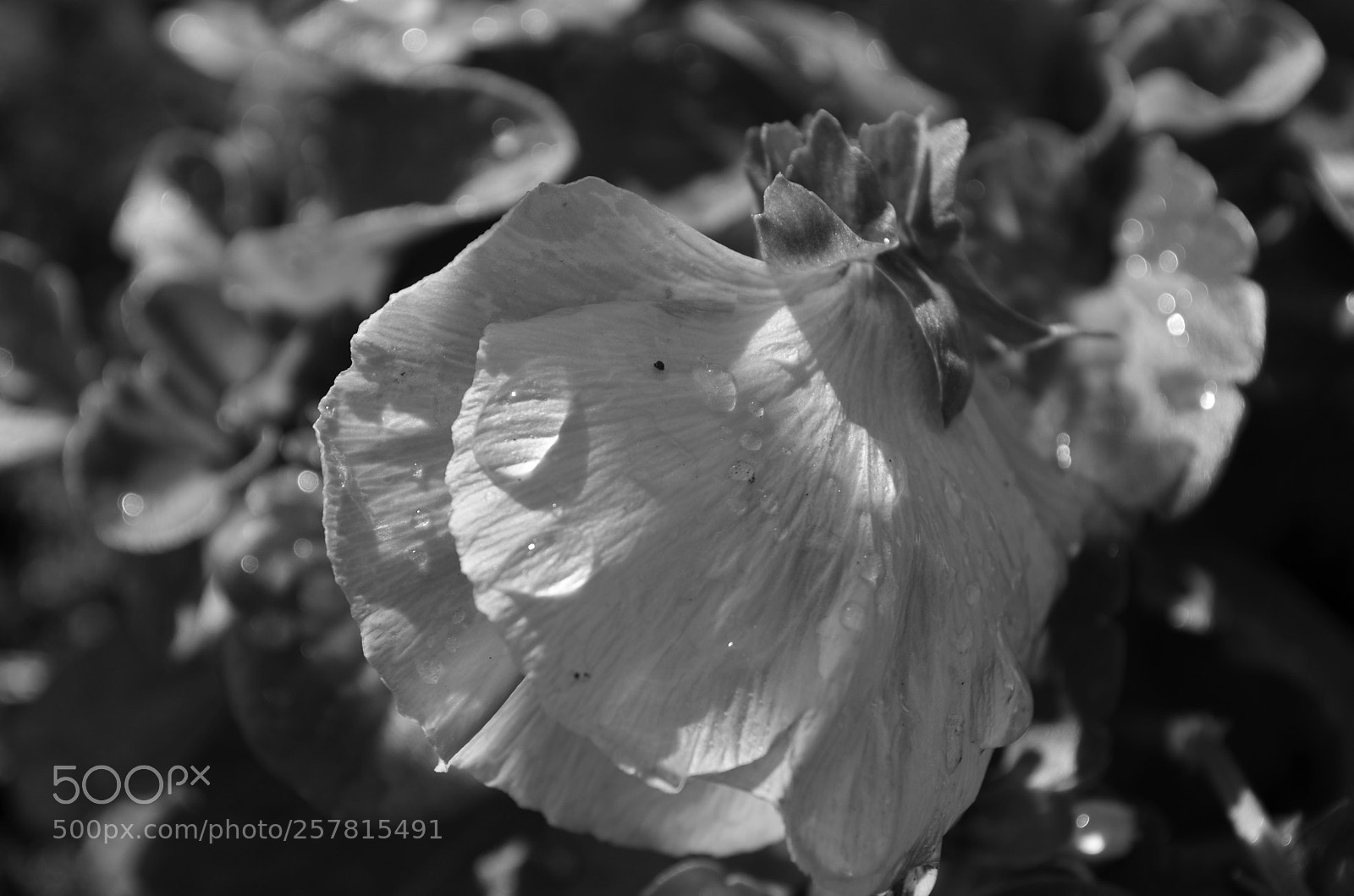 Nikon D5100 sample photo. Garden flower photography