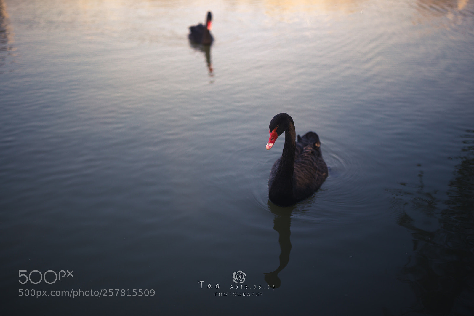 Canon EOS 6D sample photo. Black swan photography