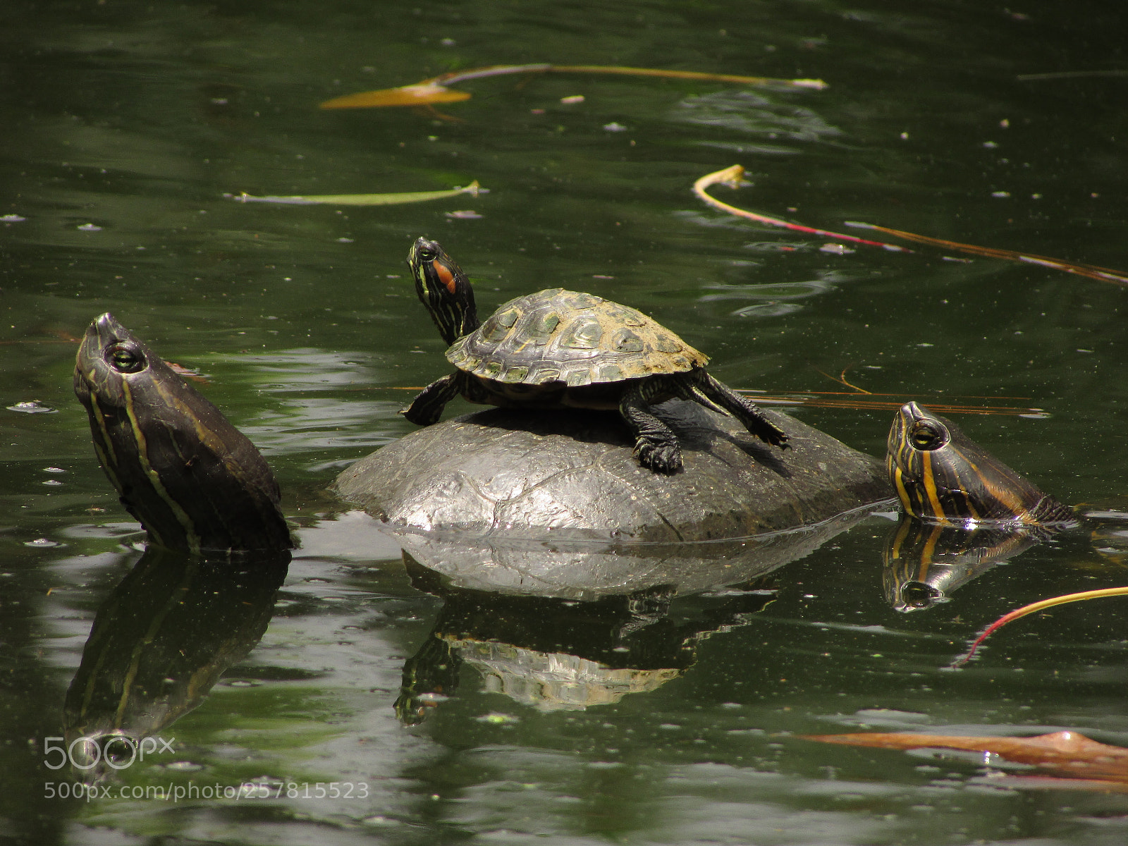 Canon PowerShot SX400 IS sample photo. Turtles photography