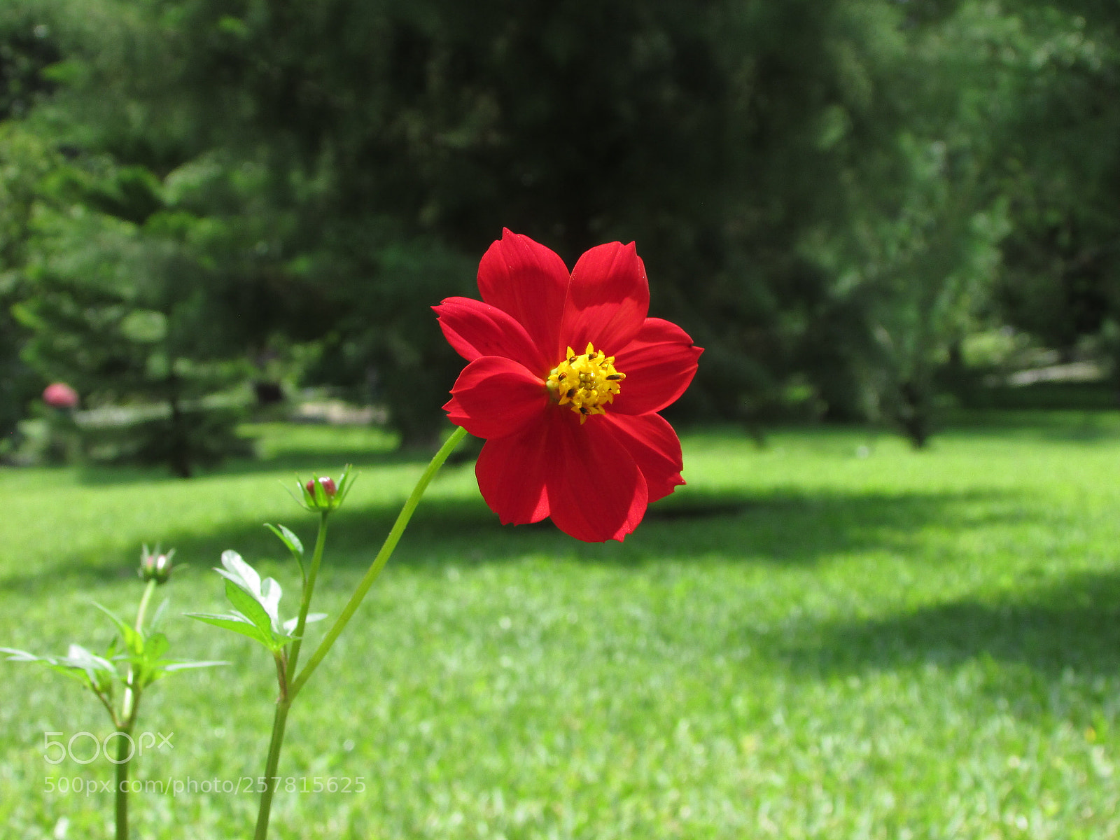 Canon PowerShot SX400 IS sample photo. Red flower photography