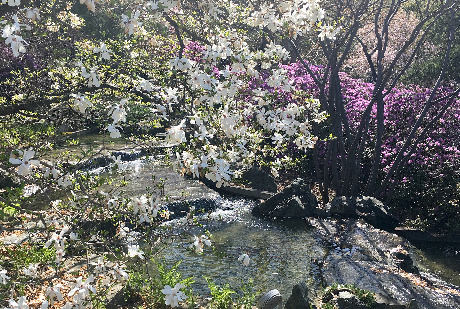 Apple iPhone SE sample photo. Flowing photography