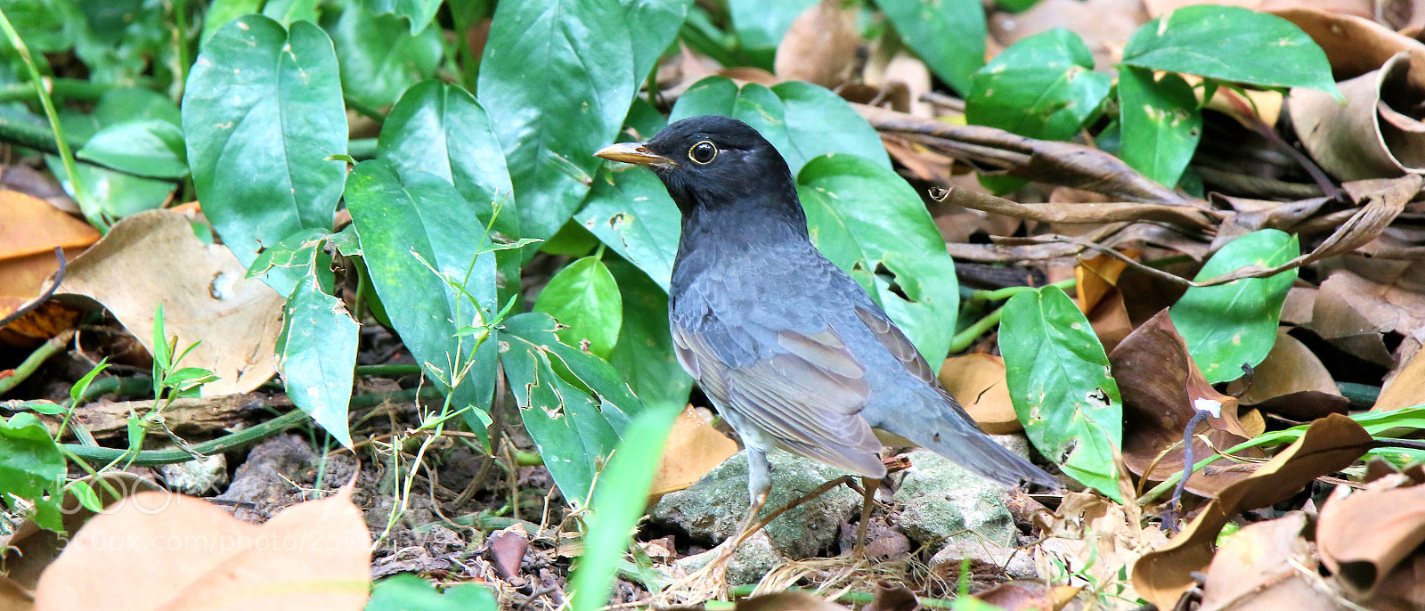 Canon EOS 7D Mark II sample photo. Japanese thrush (male) photography