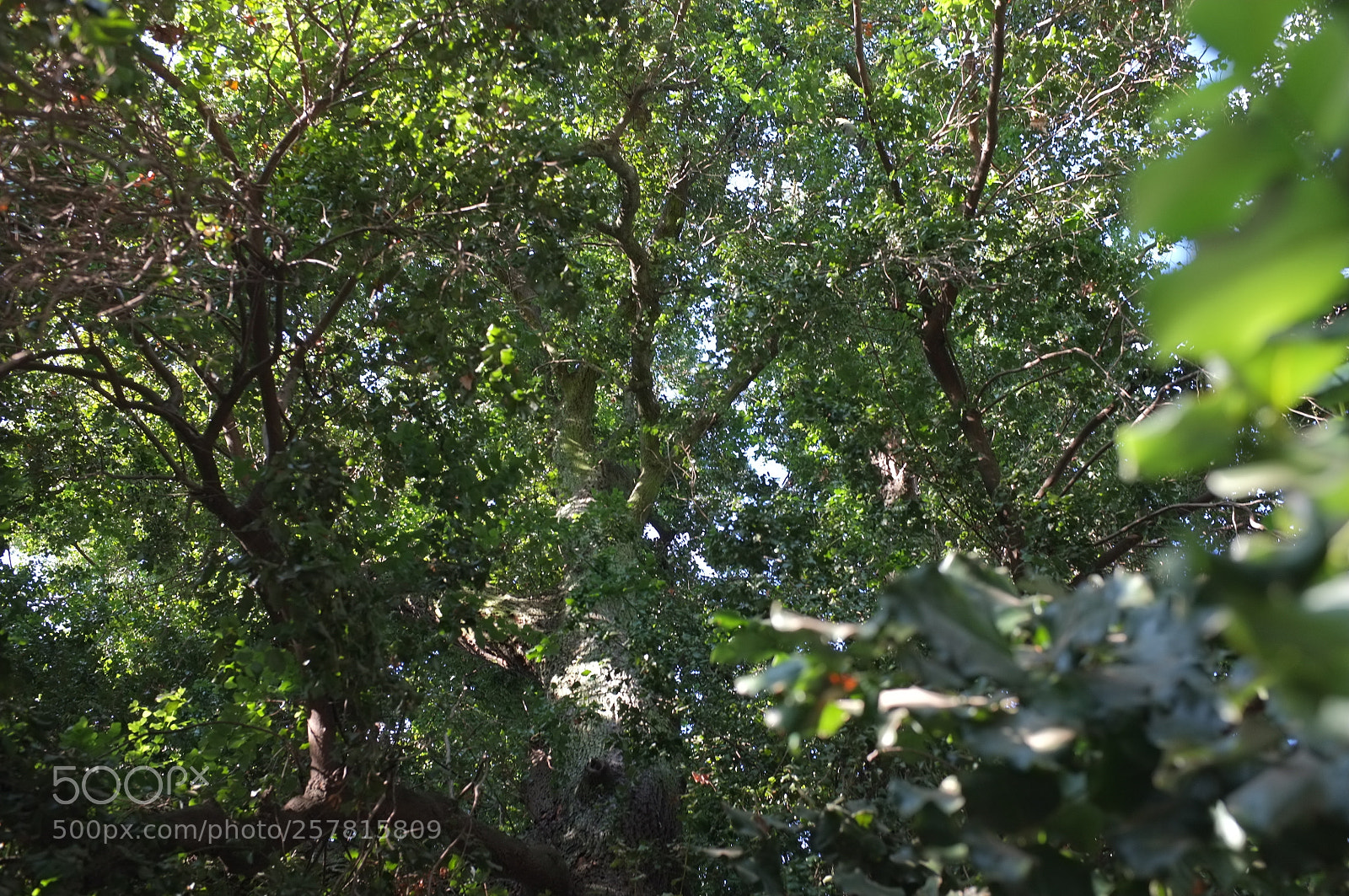 Fujifilm FinePix X100 sample photo. Cryptocarya alba photography