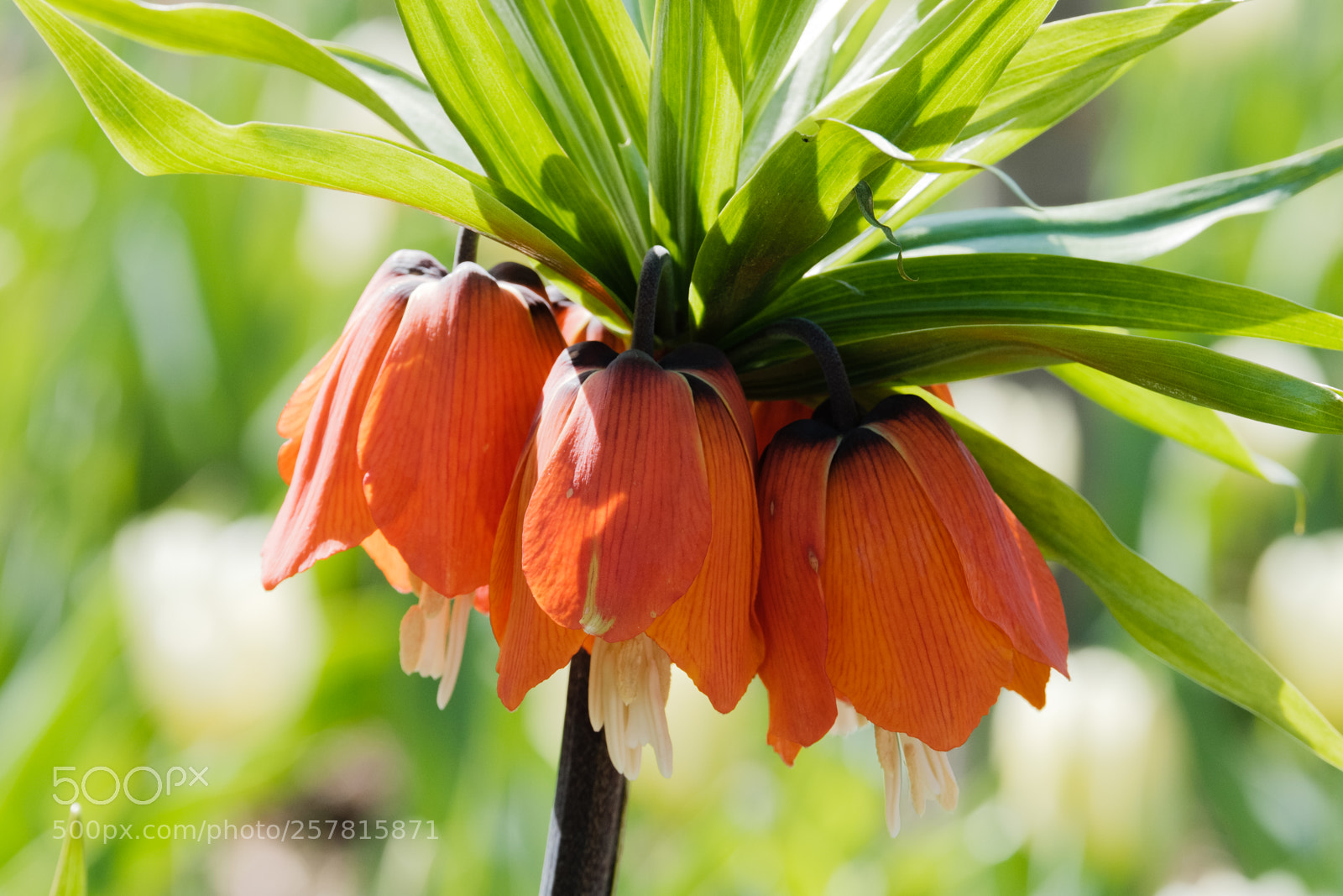 Fujifilm X-H1 sample photo. Cmbg photography