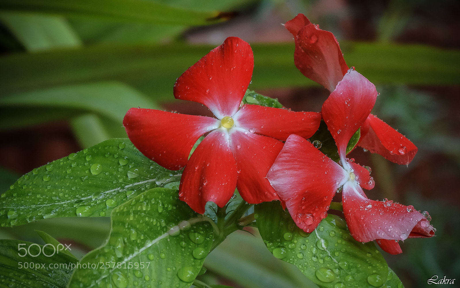 Sony Cyber-shot DSC-HX300 sample photo. 201.jpg photography
