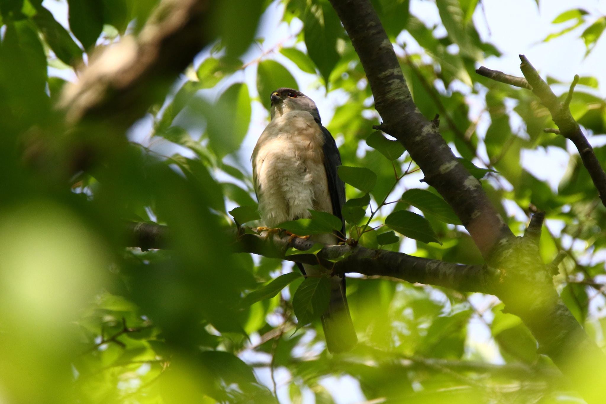 Tamron SP 150-600mm F5-6.3 Di VC USD sample photo. 想う photography