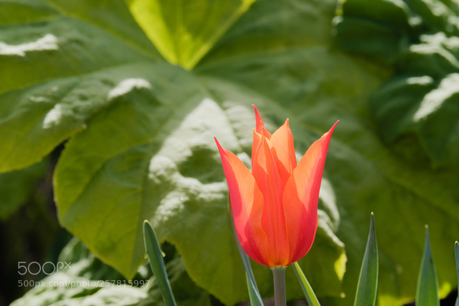 Fujifilm X-H1 sample photo. Cmbg photography