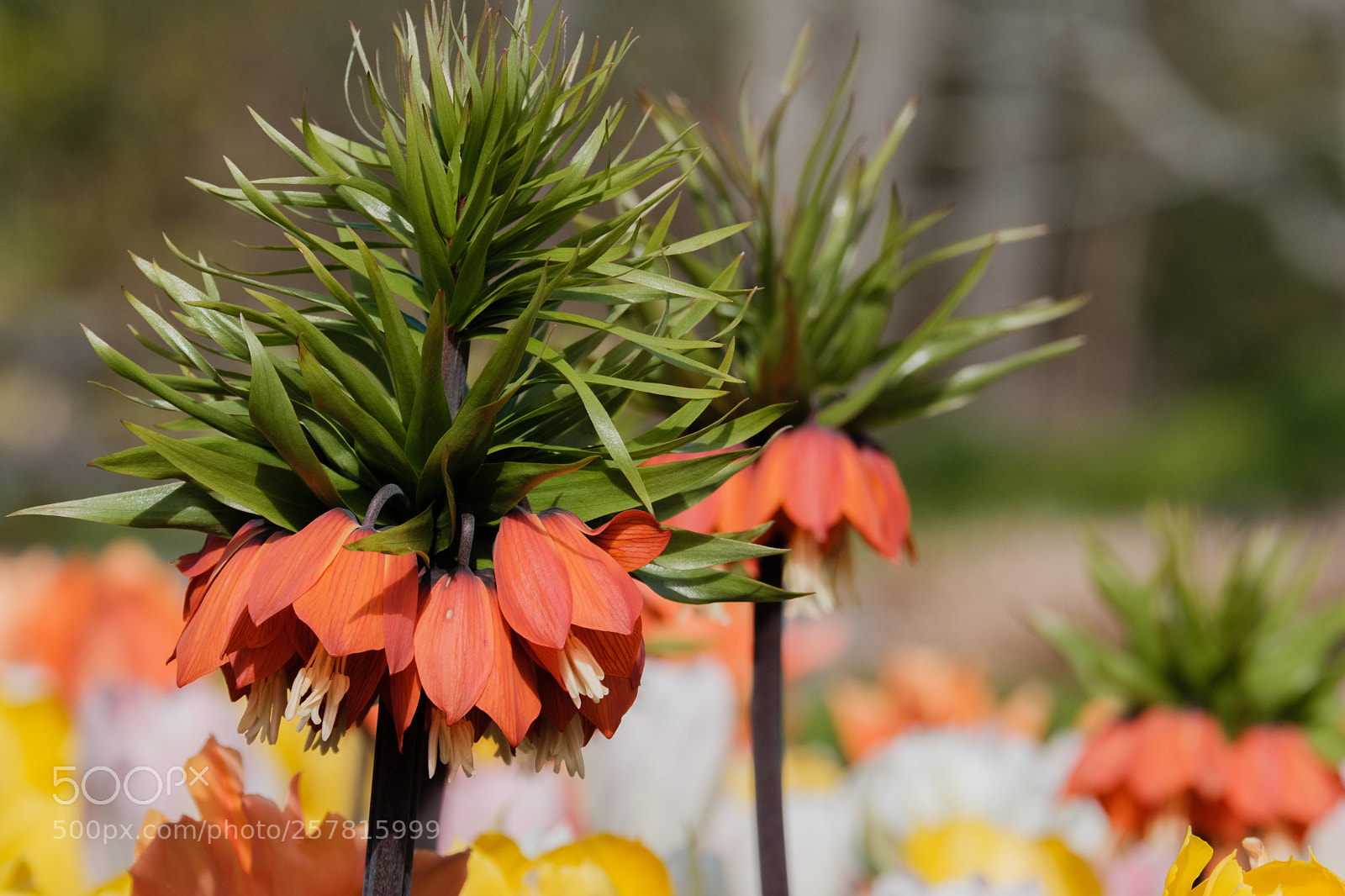 Fujifilm X-H1 sample photo. Cmbg photography